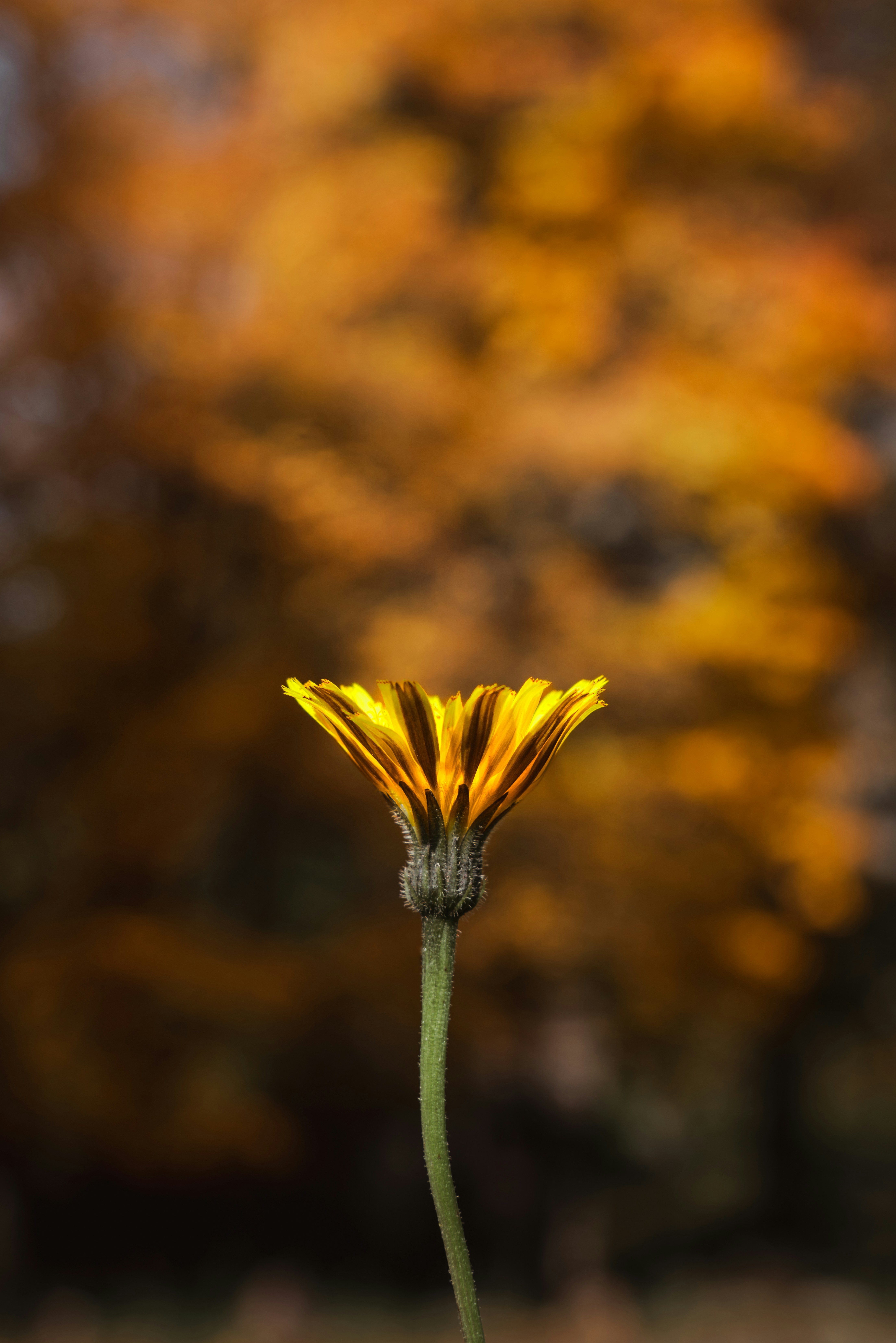 Photo by ahmetyuksek