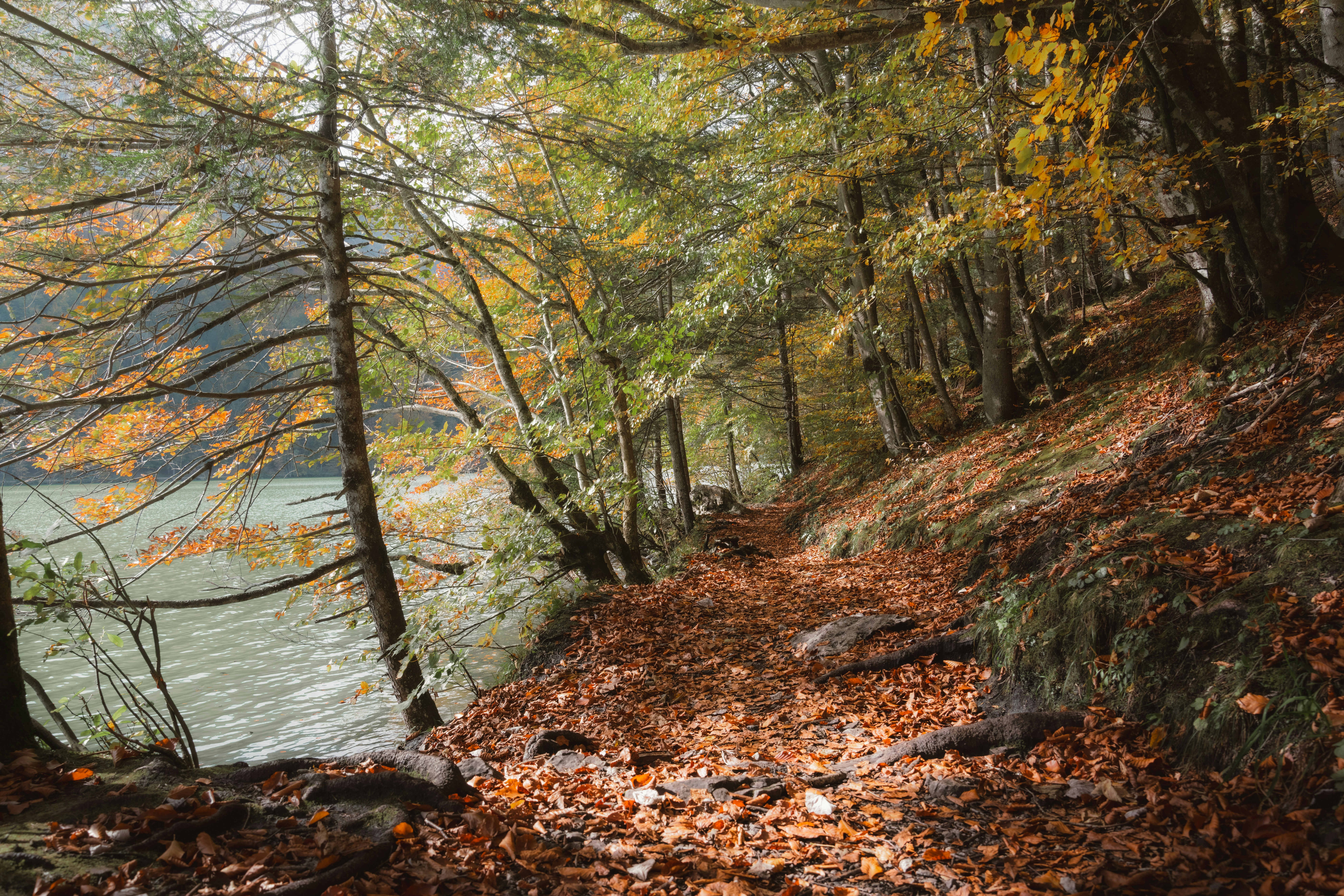 A path in the woods with leaves on the ground