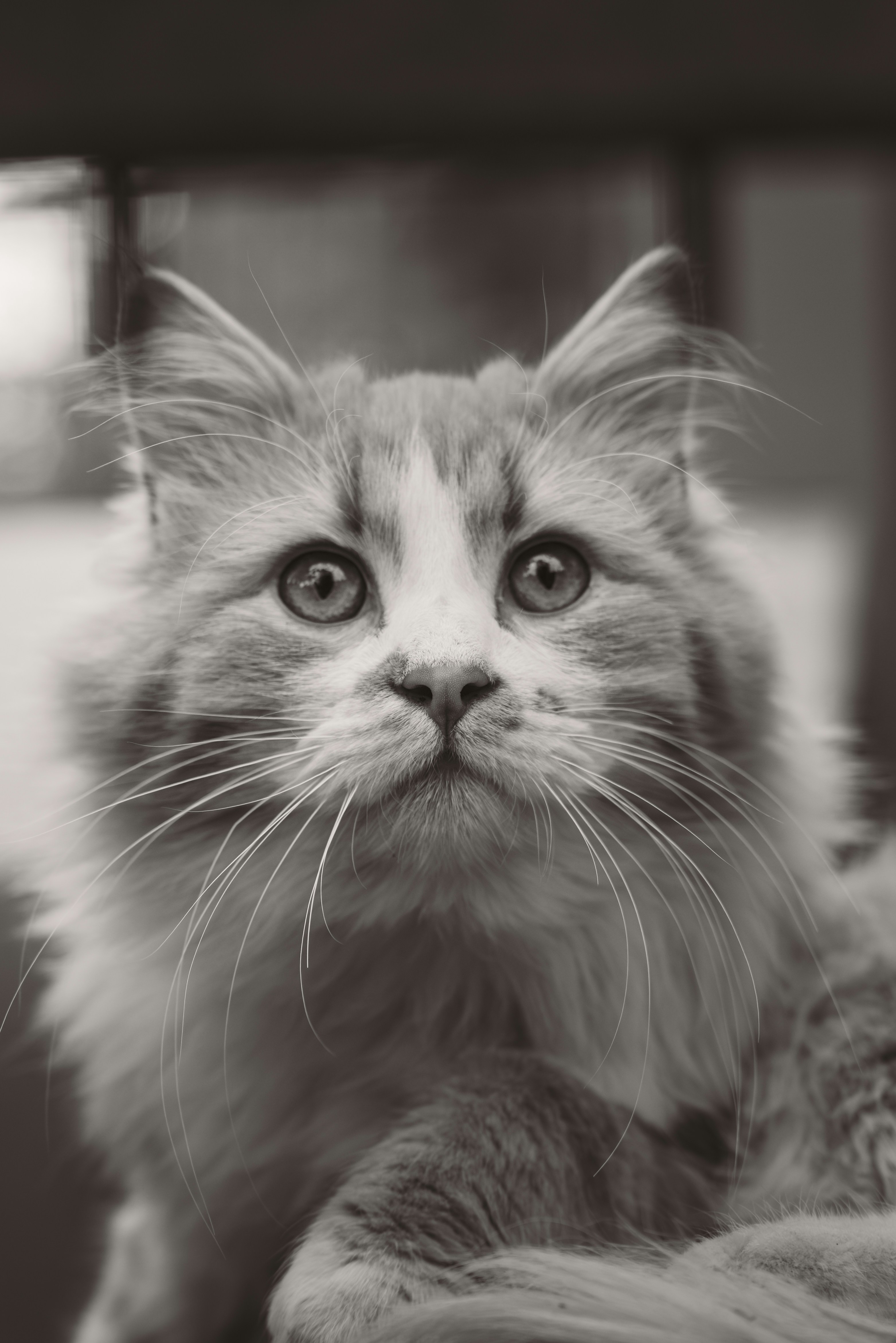 A gray and white cat sitting on top of a table