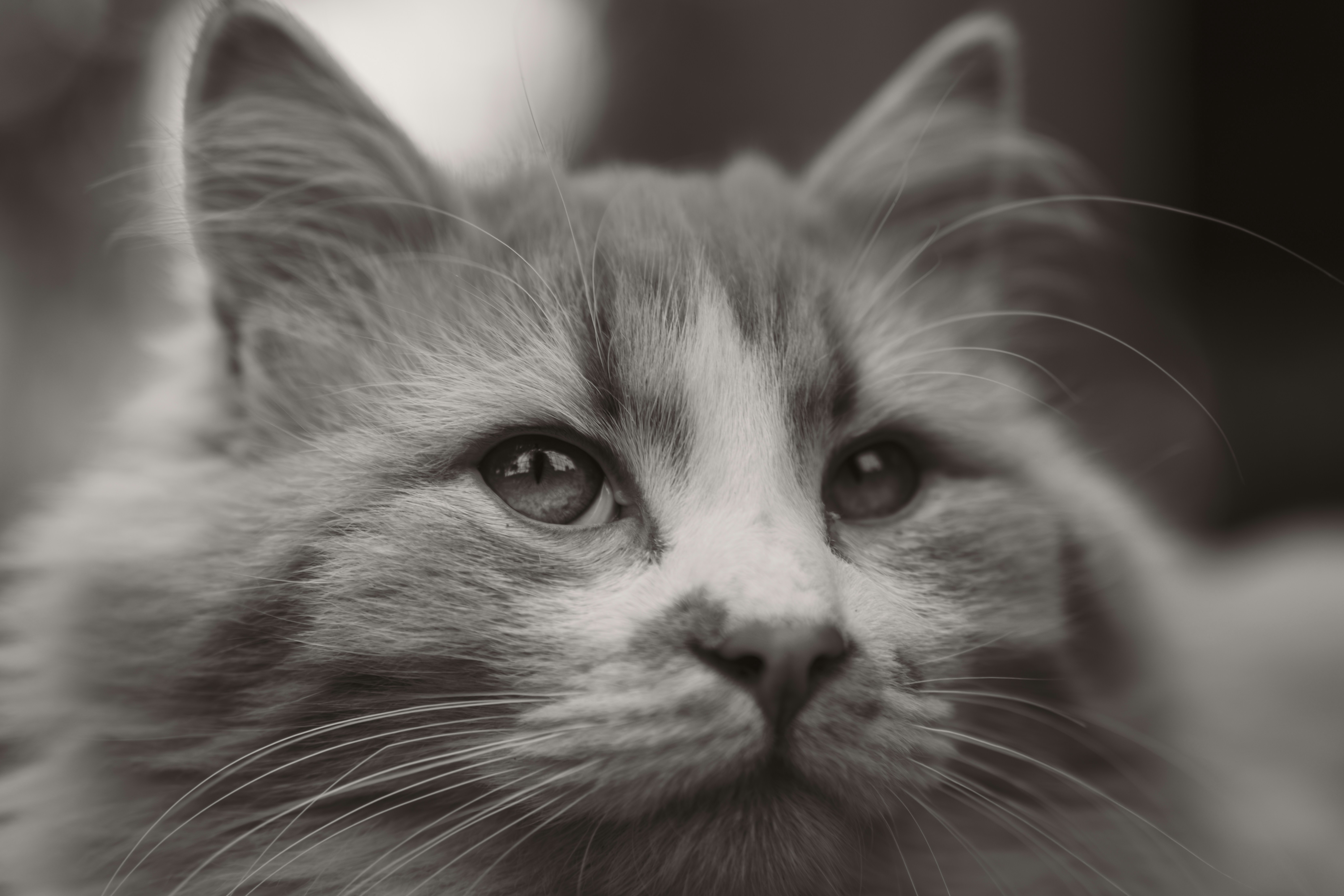 The Mystery of Feline Emotions (image credits: unsplash)