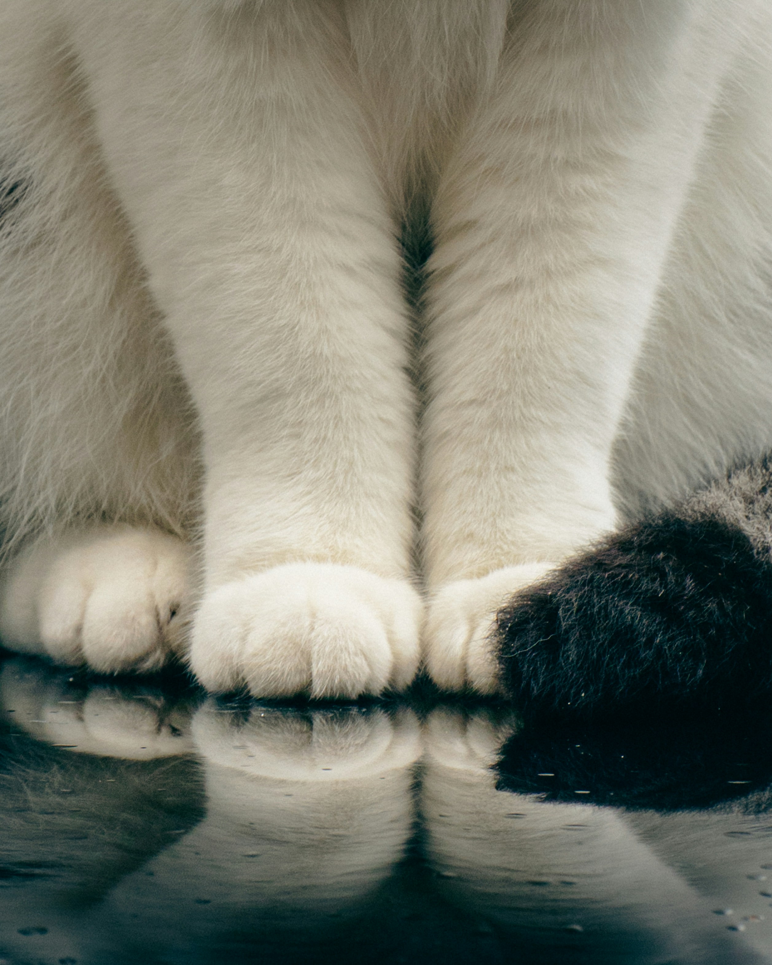 A close up of a cat on a reflective surface