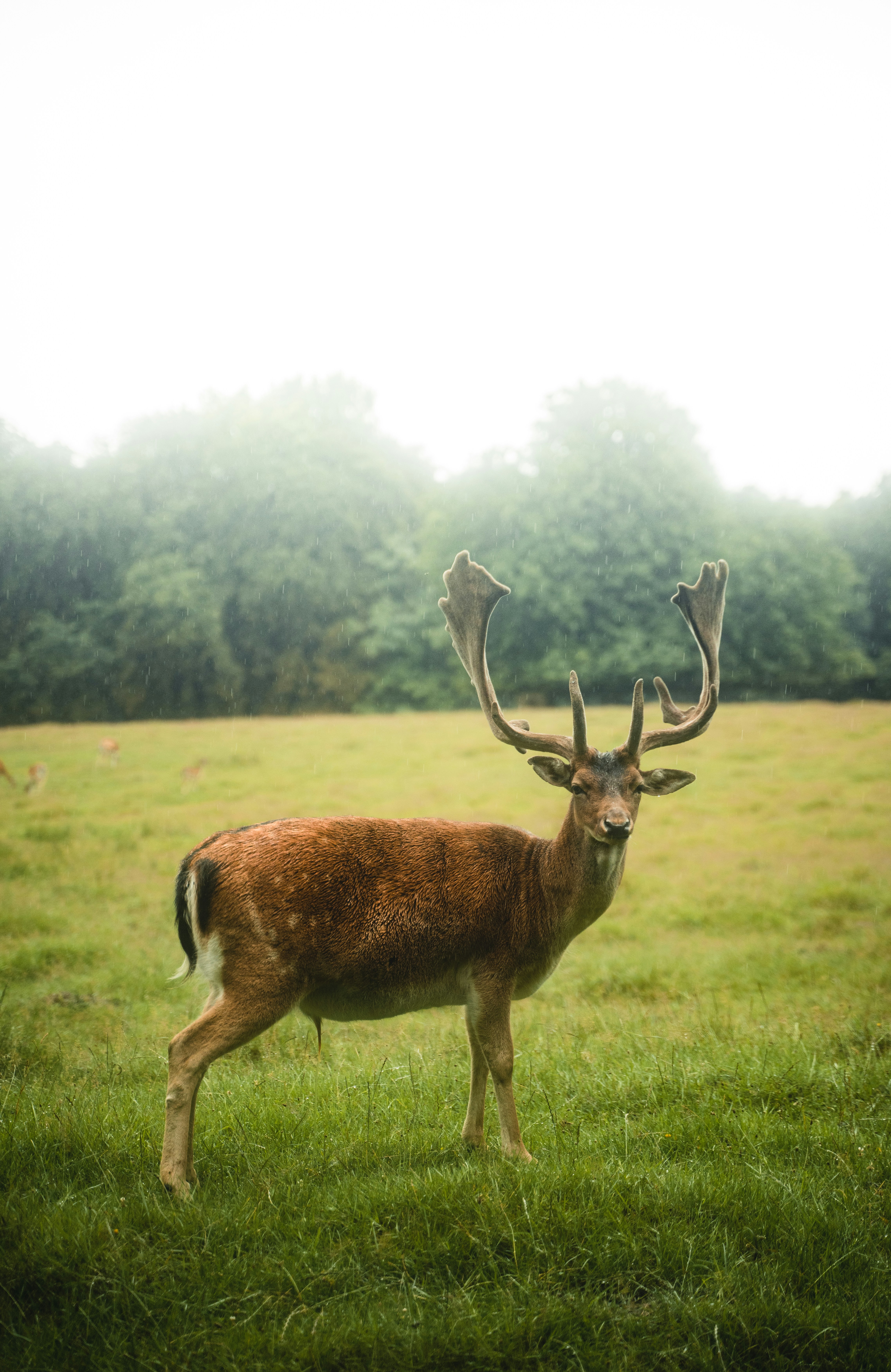 A deer with antlers standing in a field