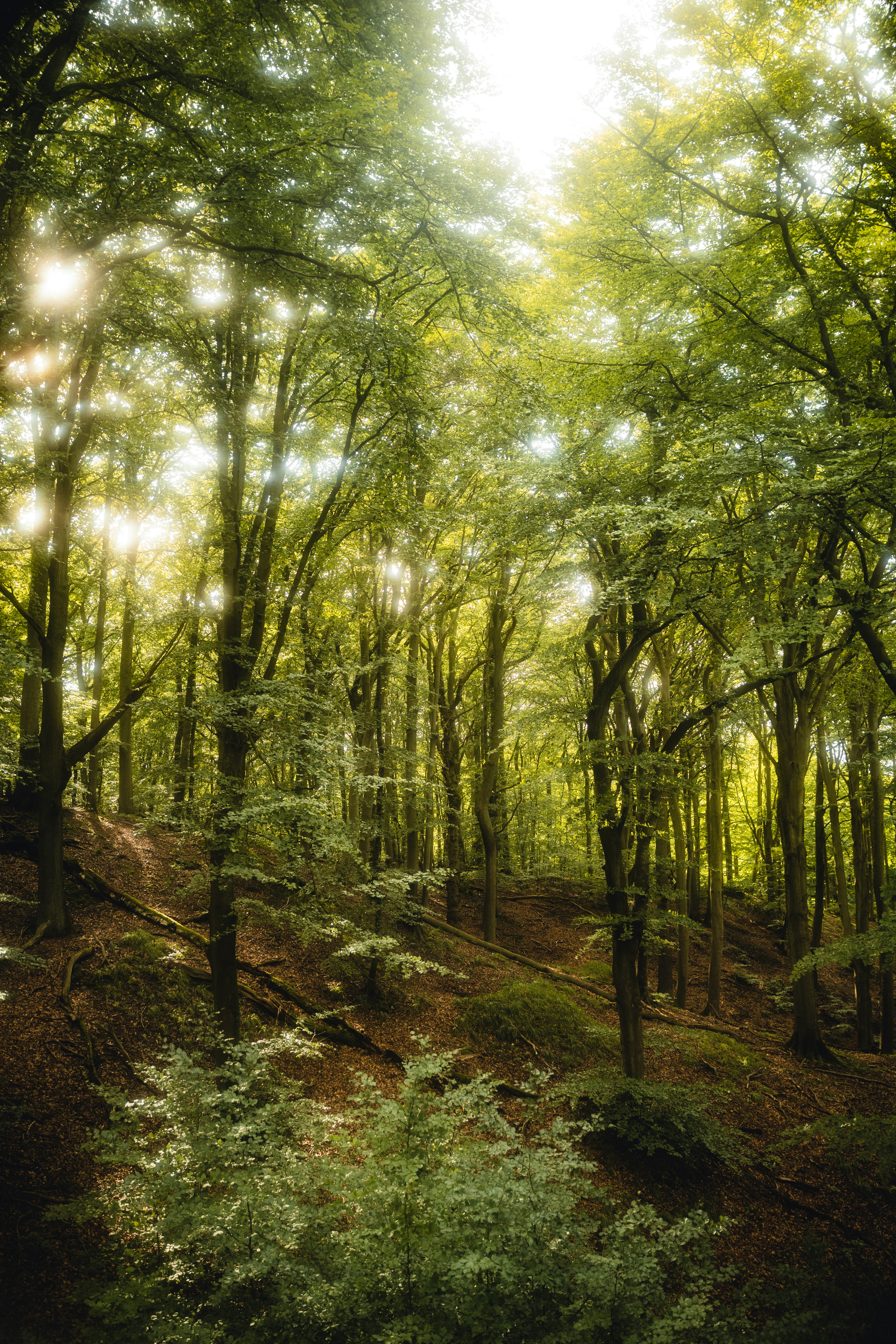 A lush green forest filled with lots of trees