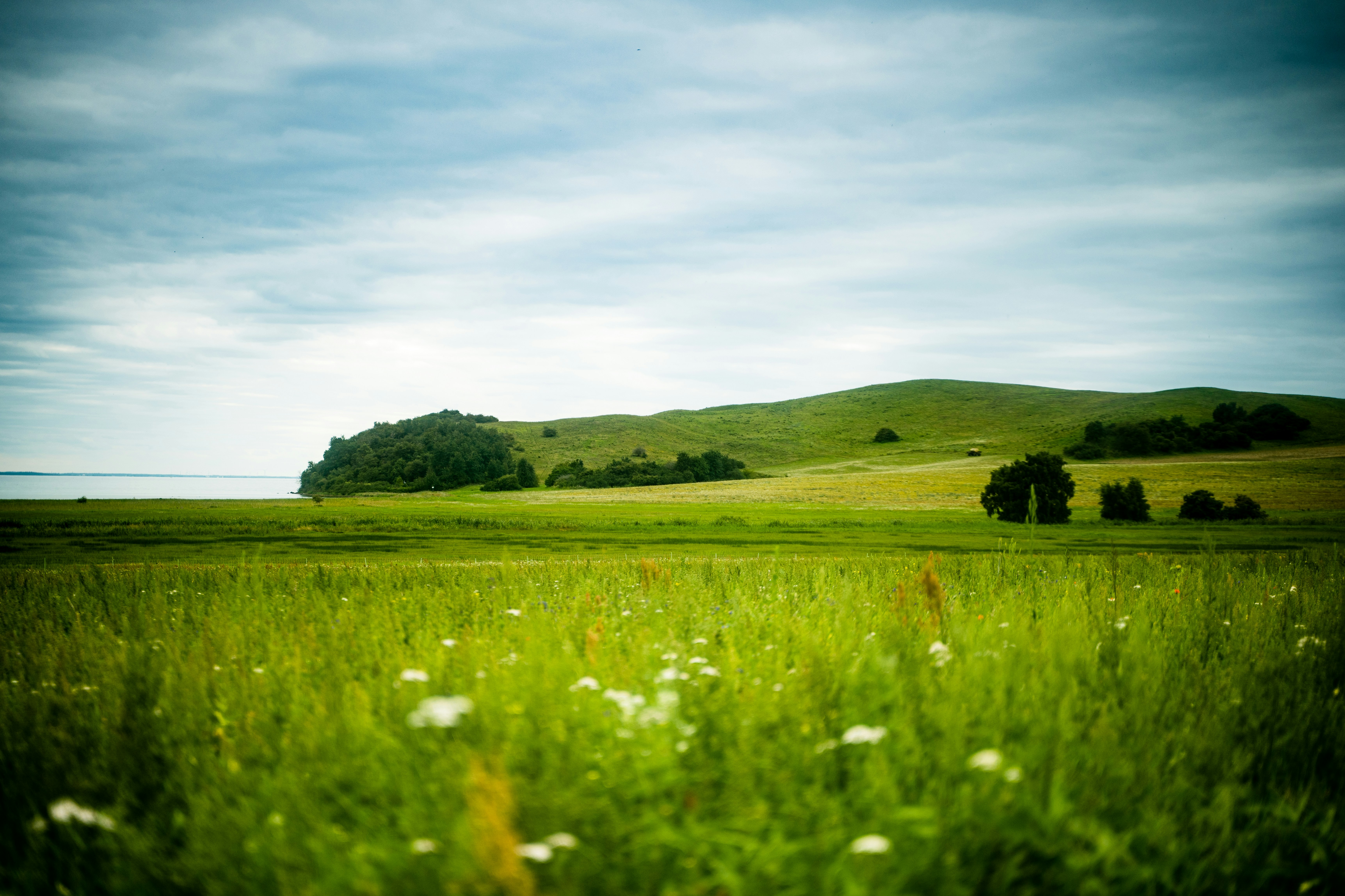 A grassy field with trees in the distance