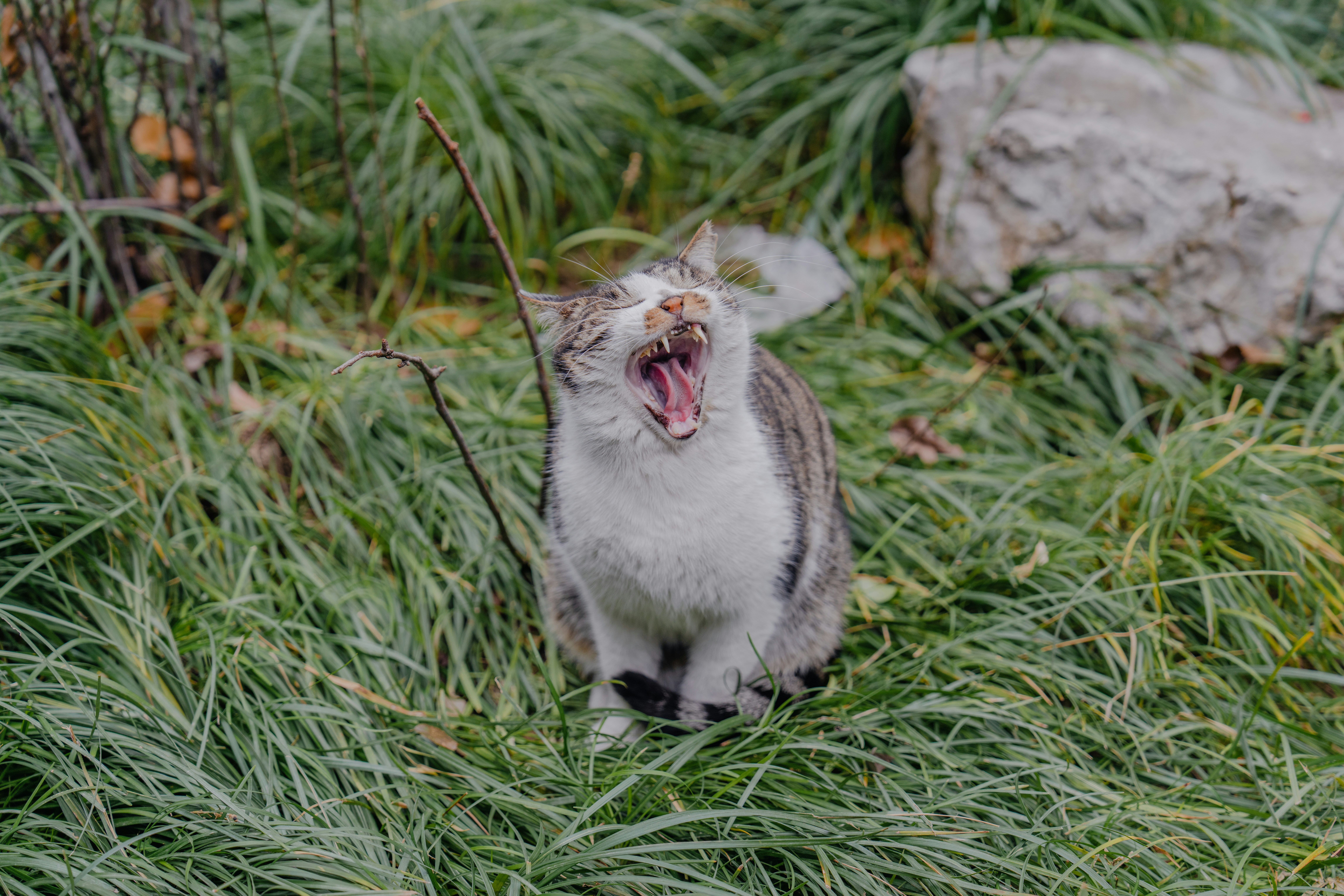The Bobcat's Surprising Yowl (image credits: unsplash)