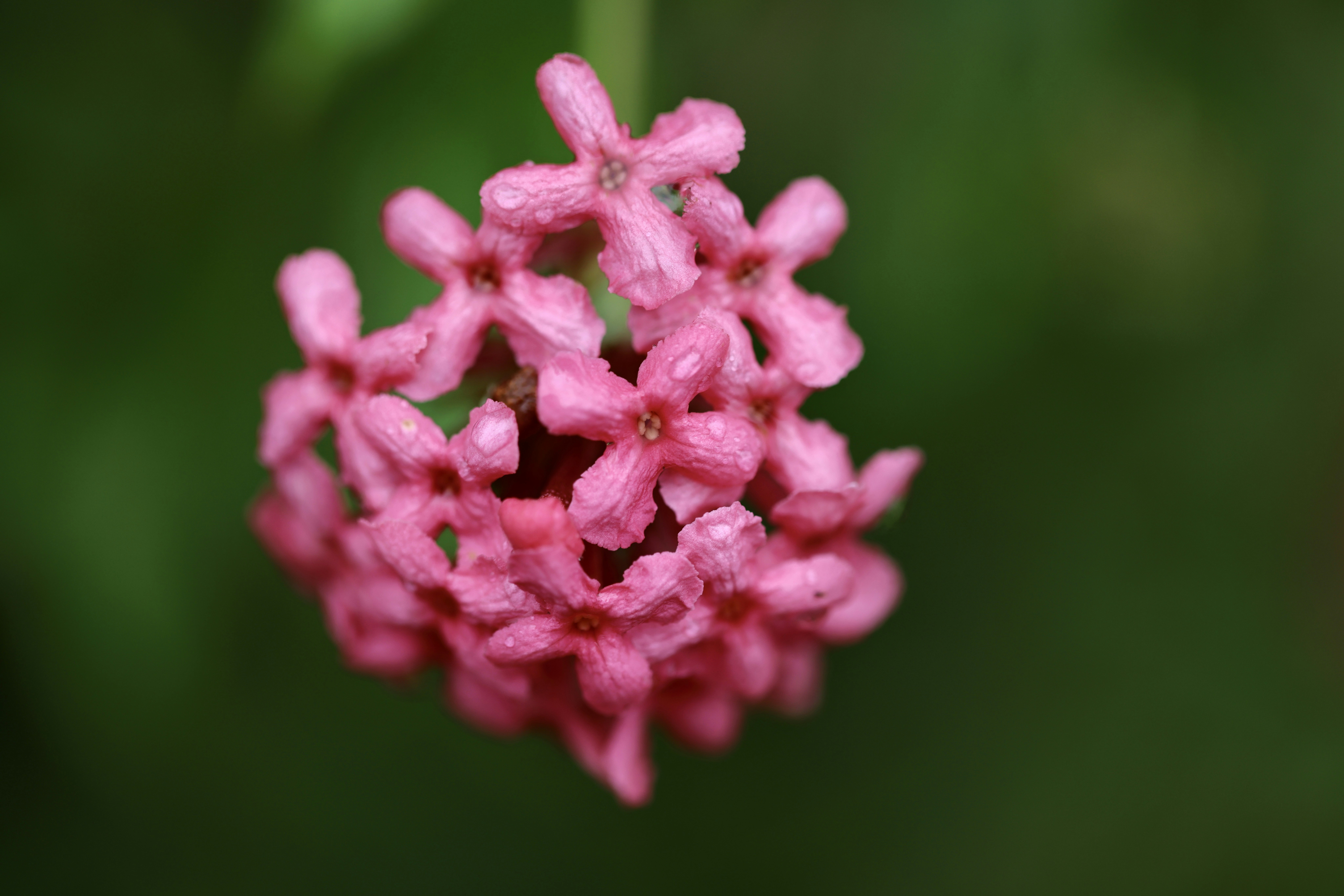 A close up of a pink flower with a blurry background