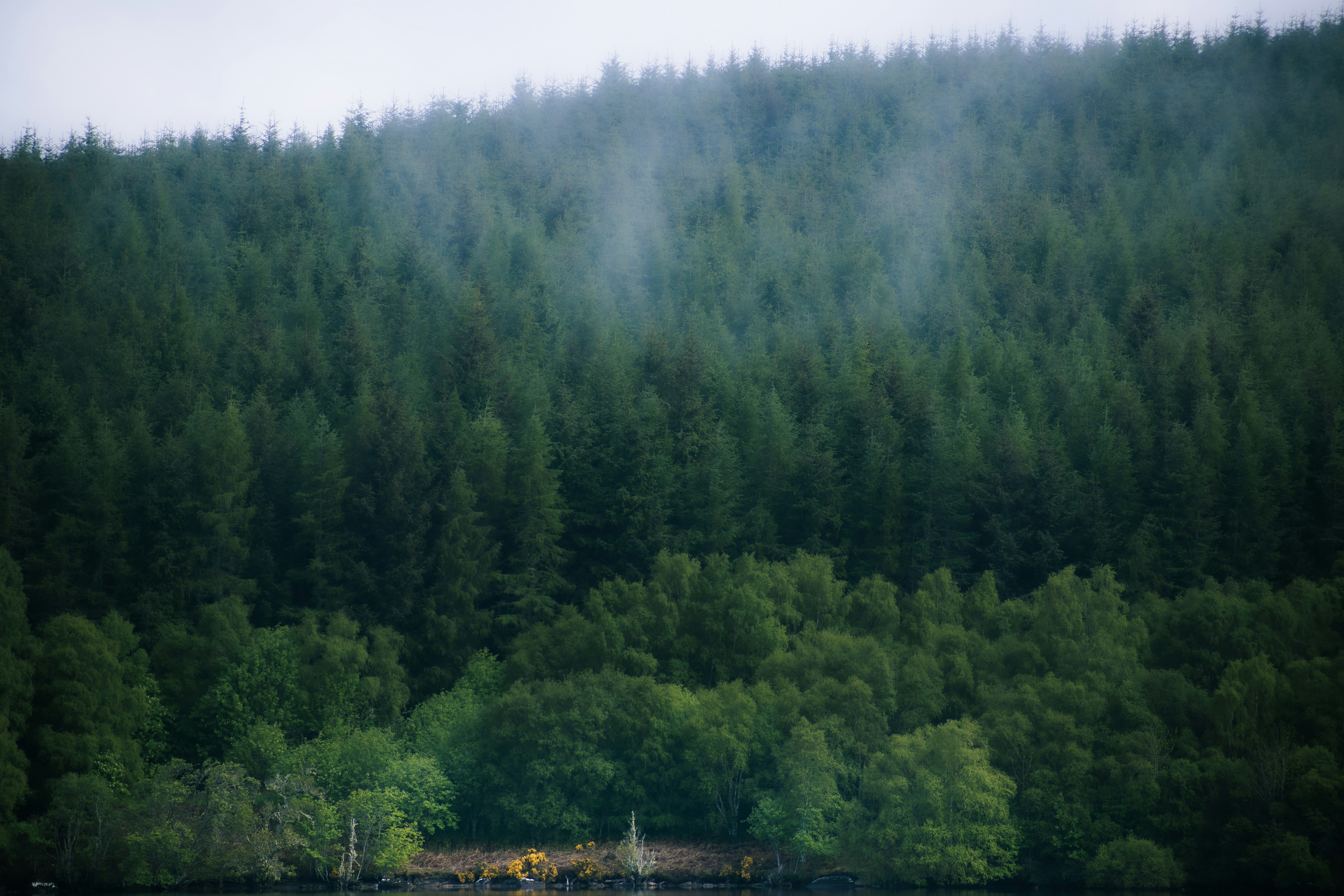 A large body of water surrounded by trees 풍경 사진