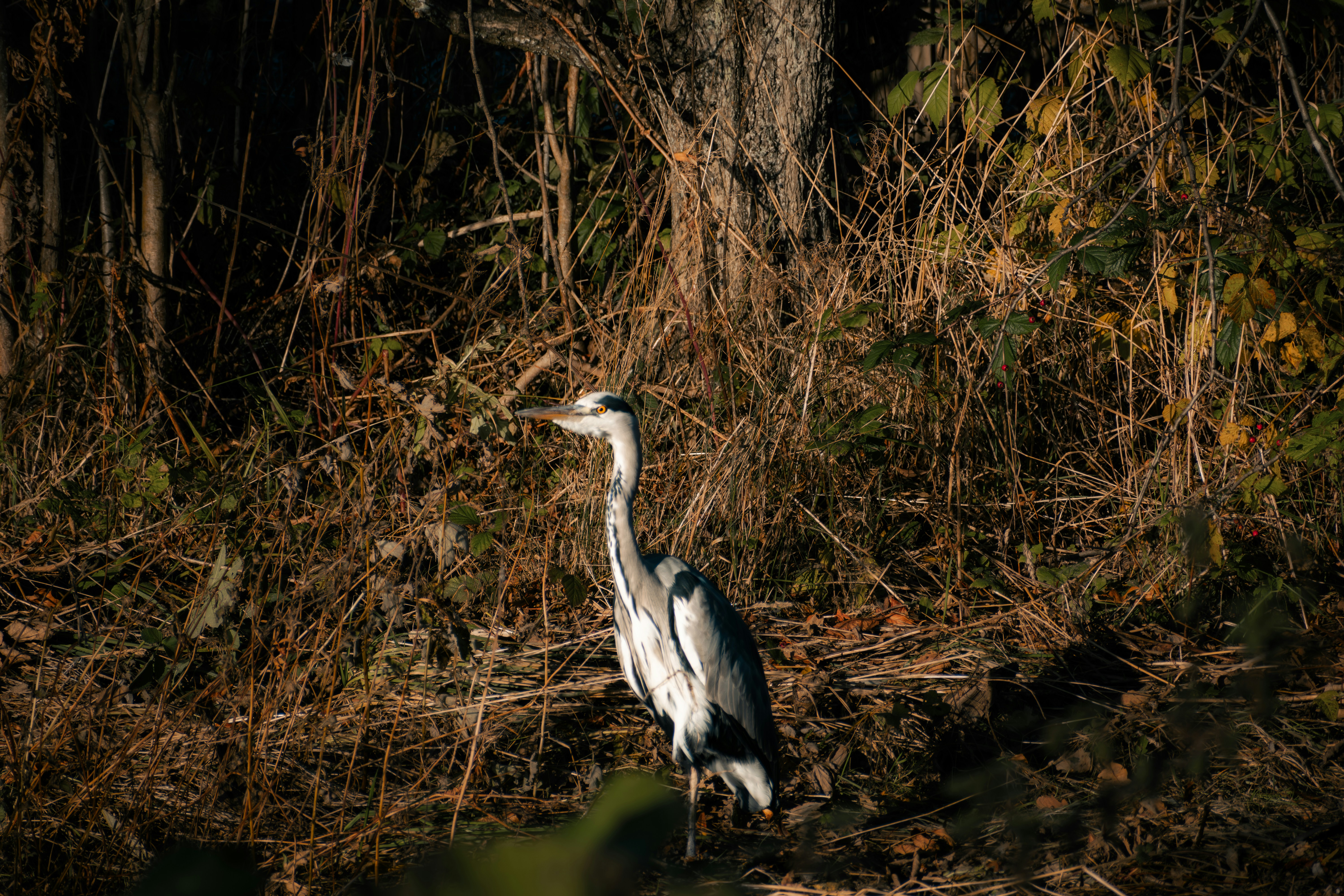 Photo by saulbanderaxi