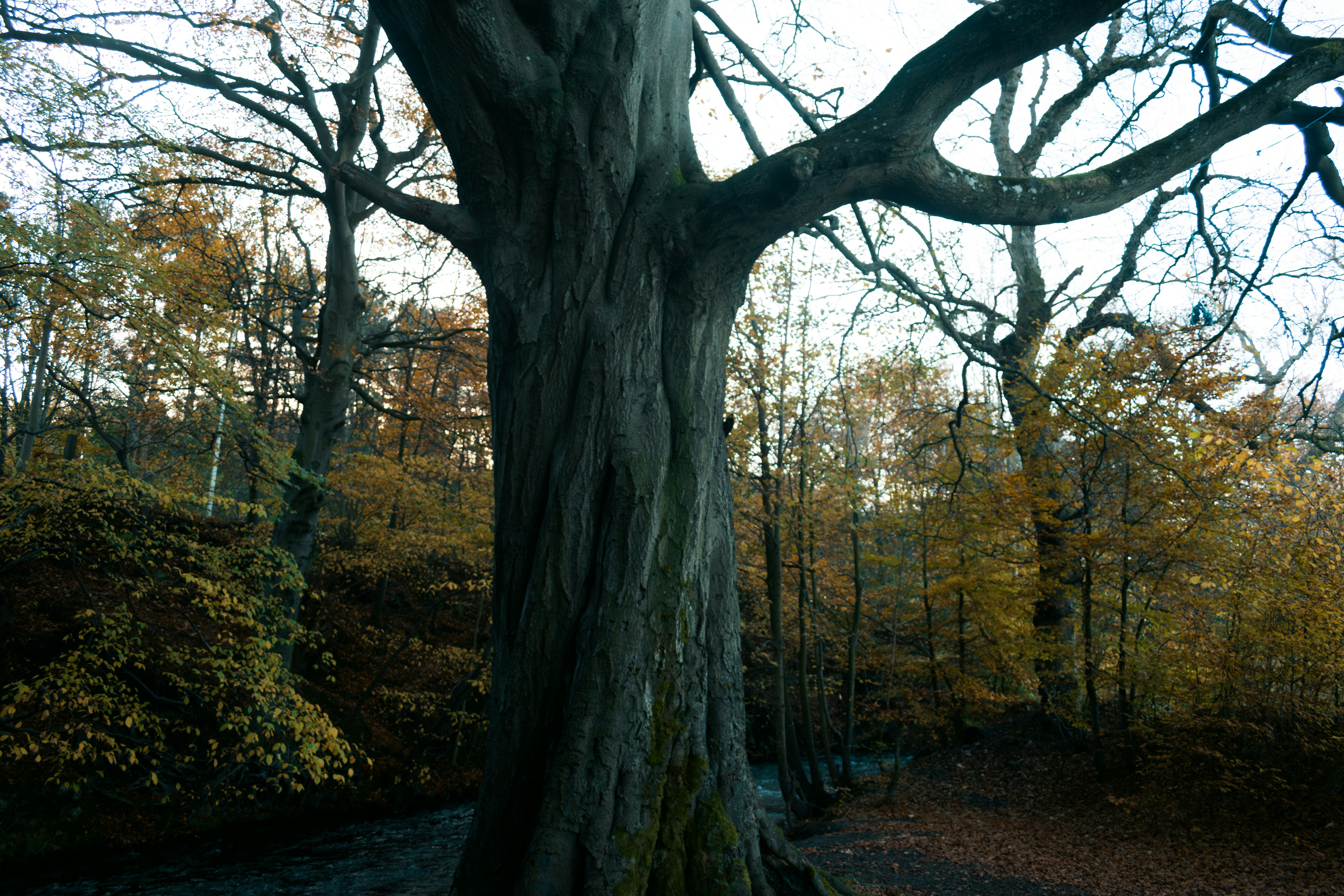 Photo by saulbanderaxi