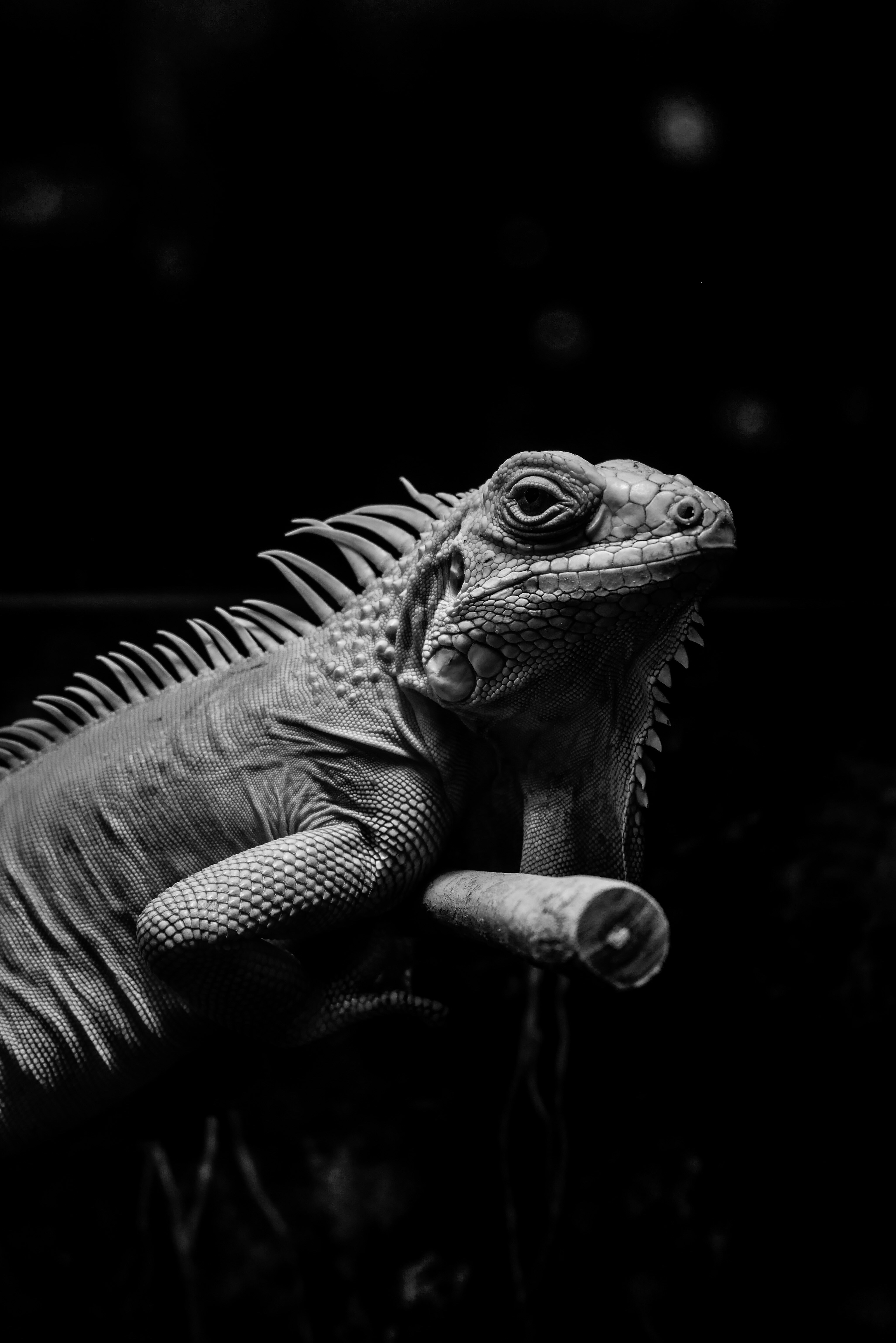 A black and white photo of a large lizard