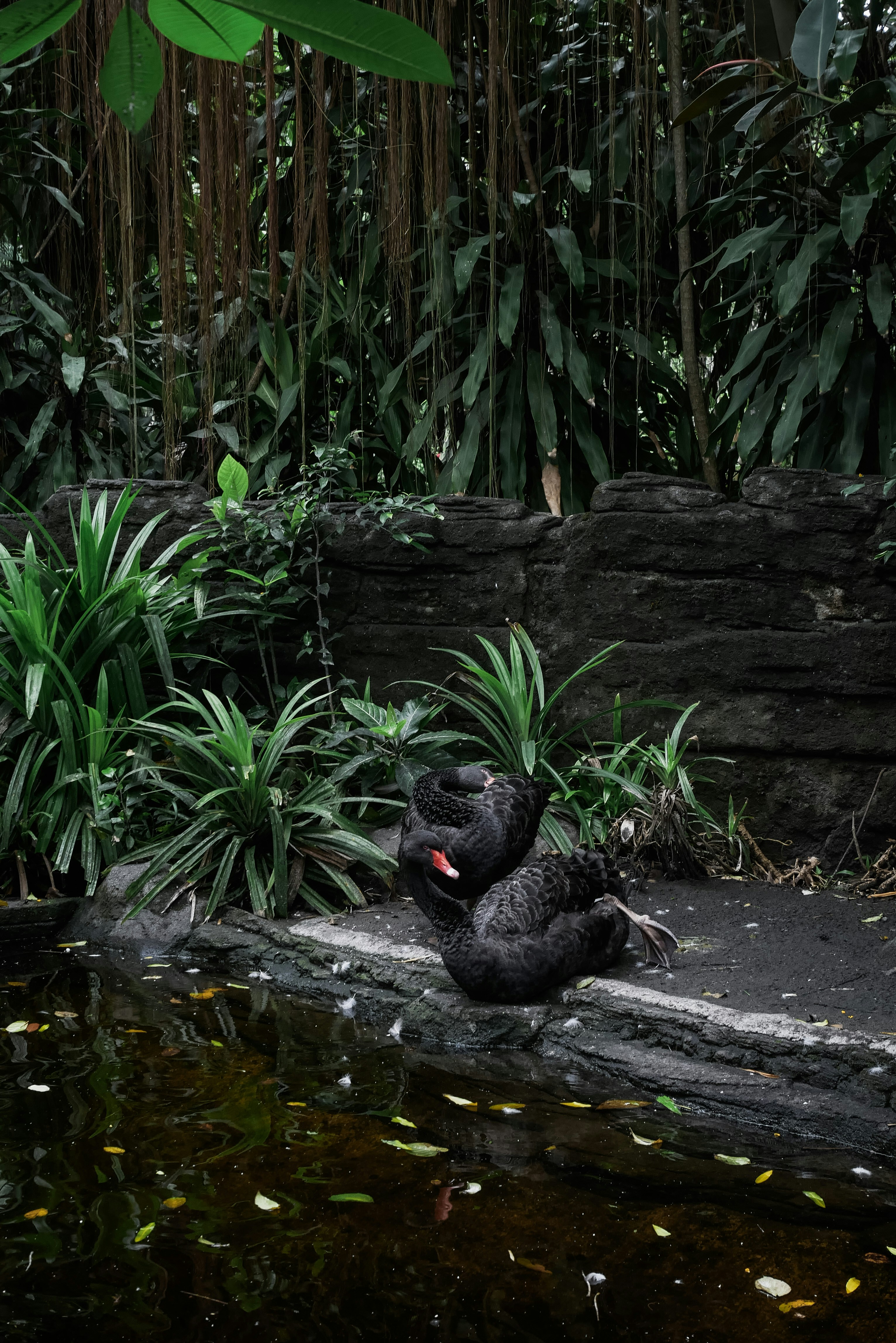 A couple of black birds sitting on top of a rock