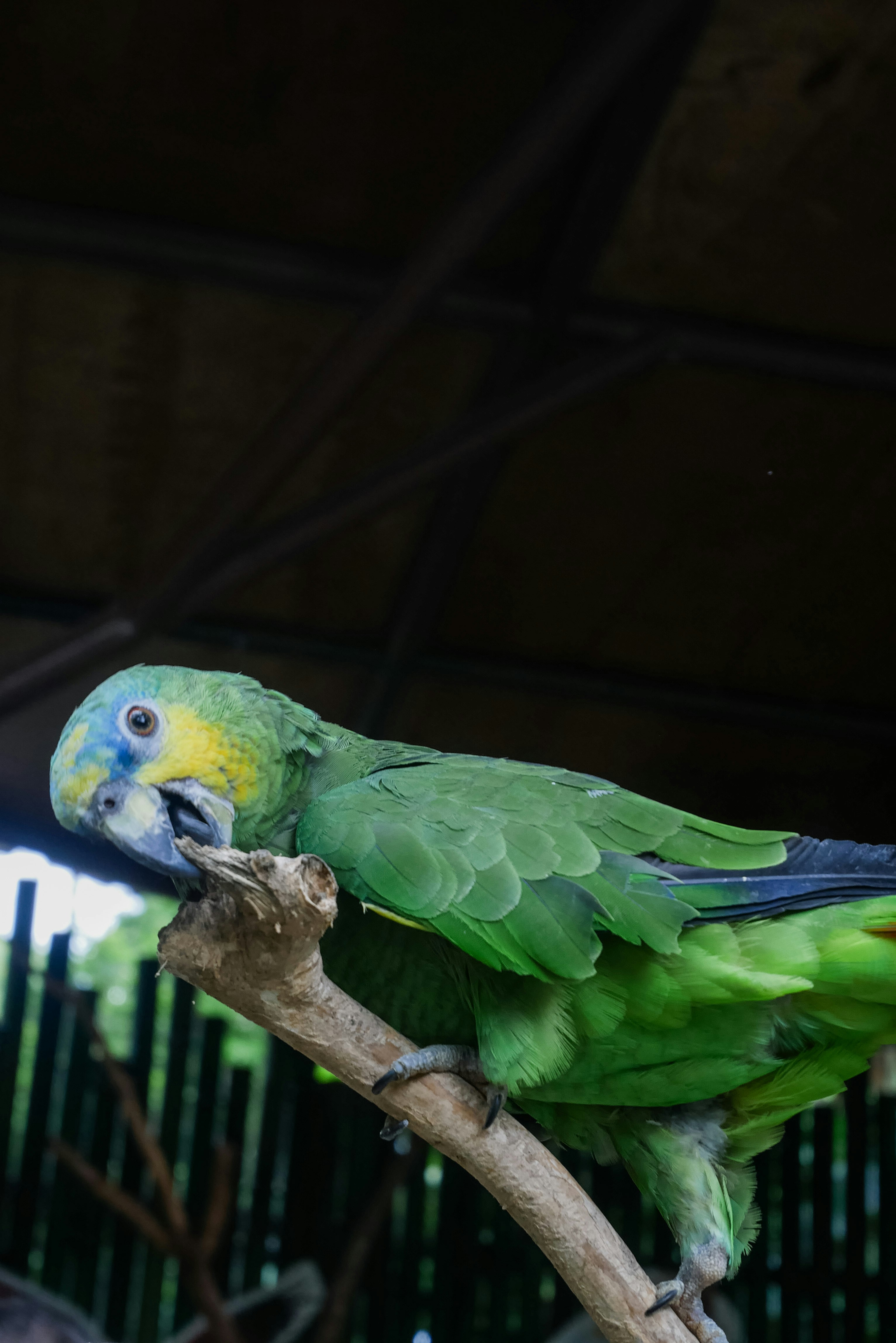 A green parrot perched on top of a tree branch