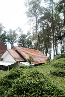 A house in the middle of a lush green forest