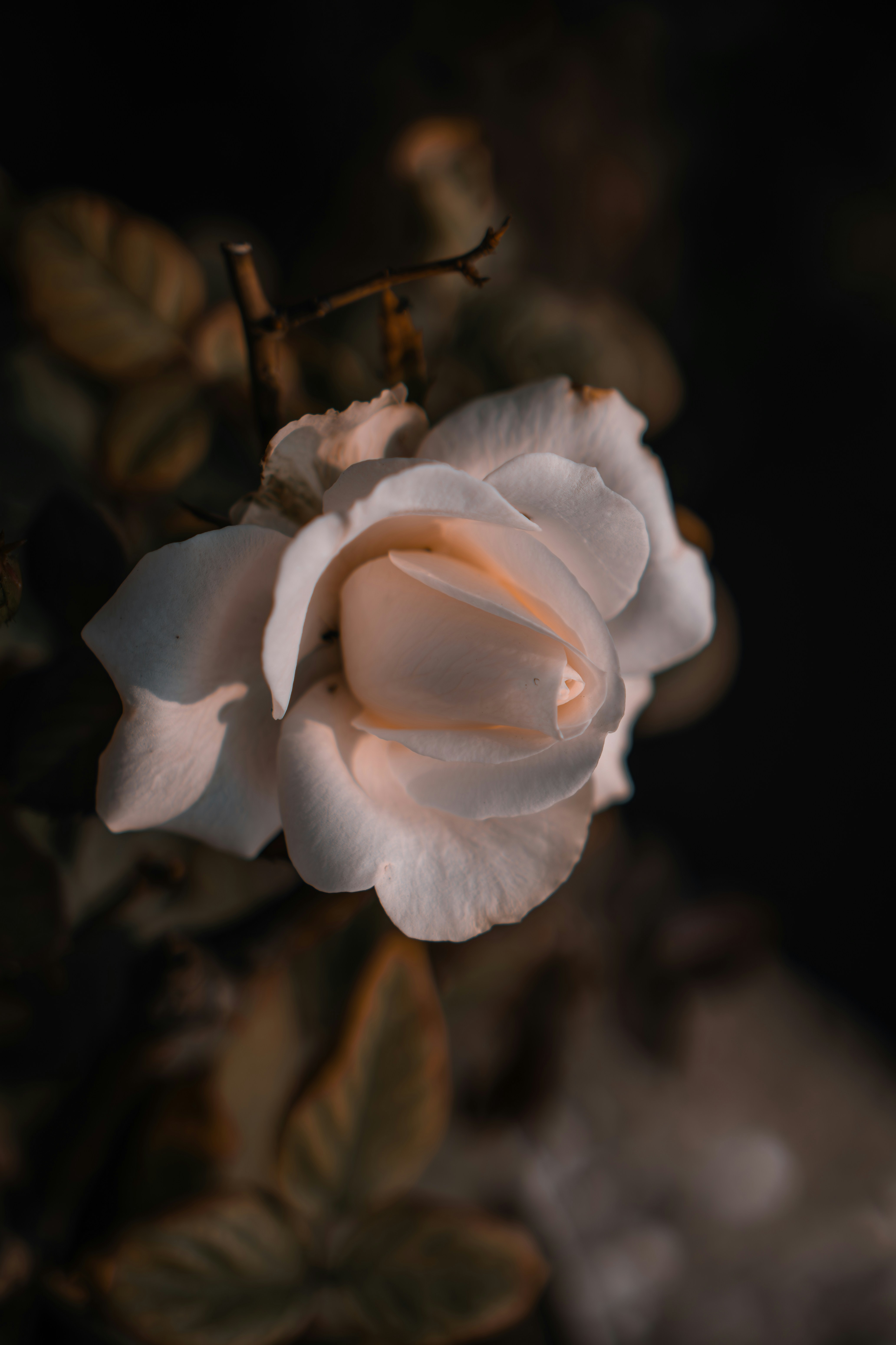 Photo by berserkdhanraj