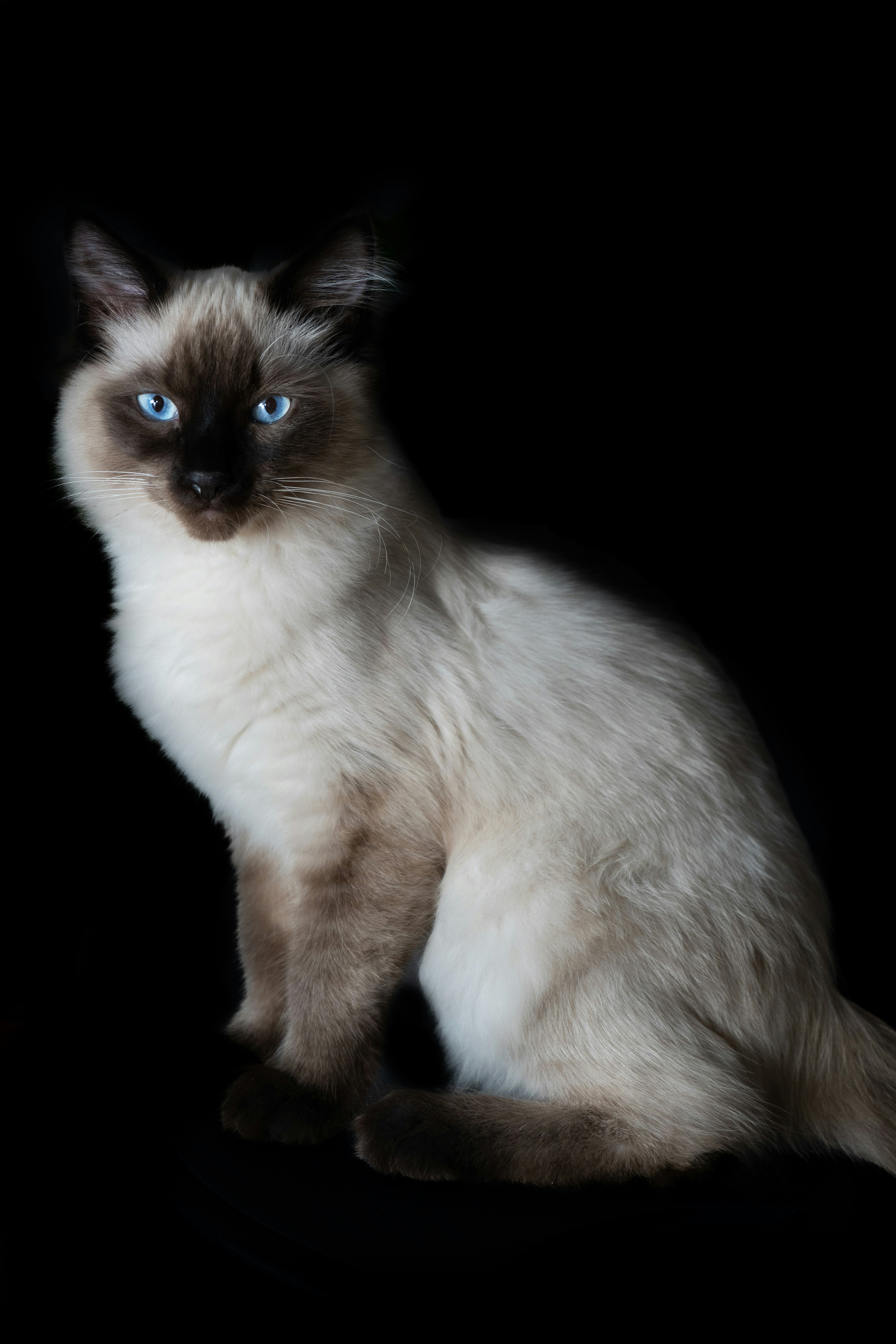 A siamese cat sitting on a black background