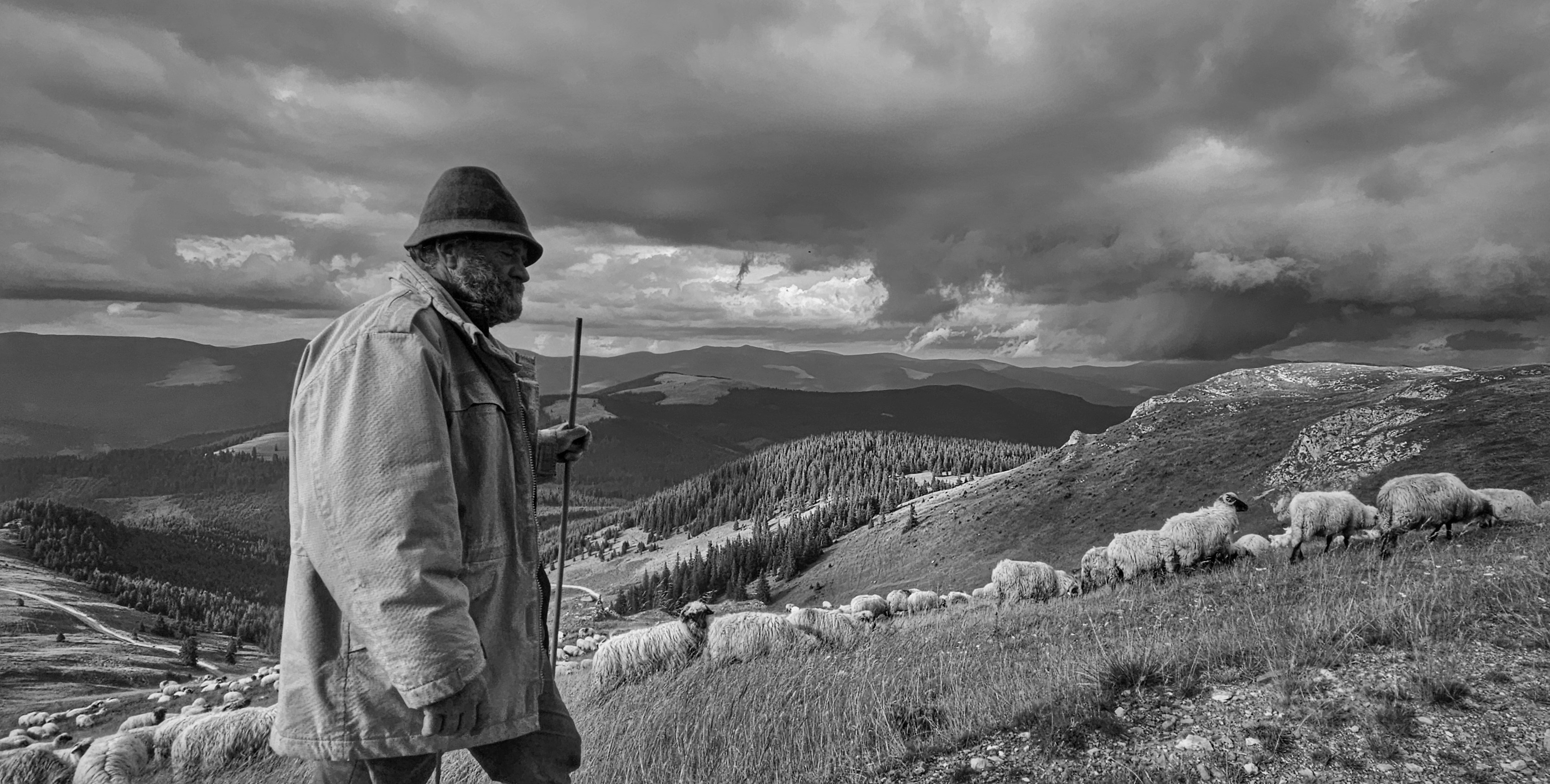 A man standing on top of a hill next to a sheep