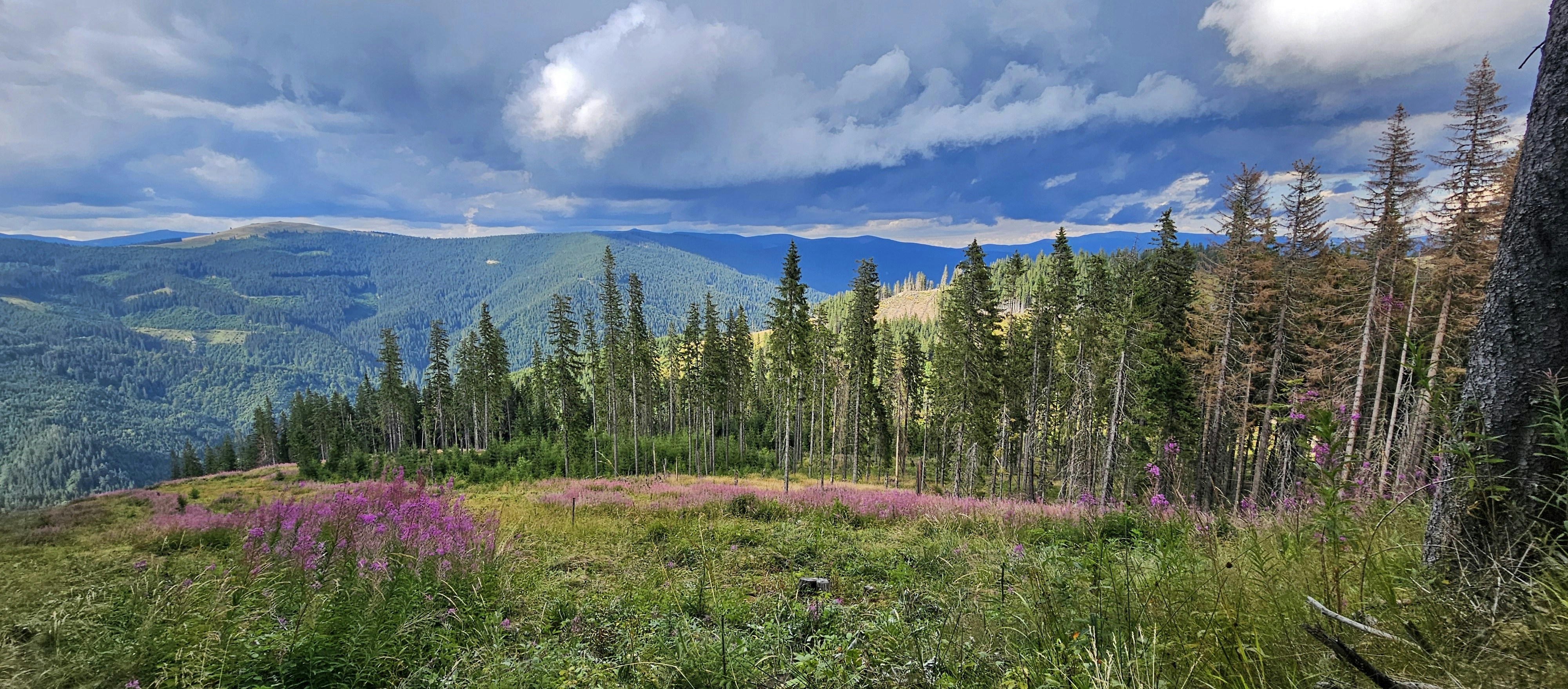 A scenic view of a forest and mountains