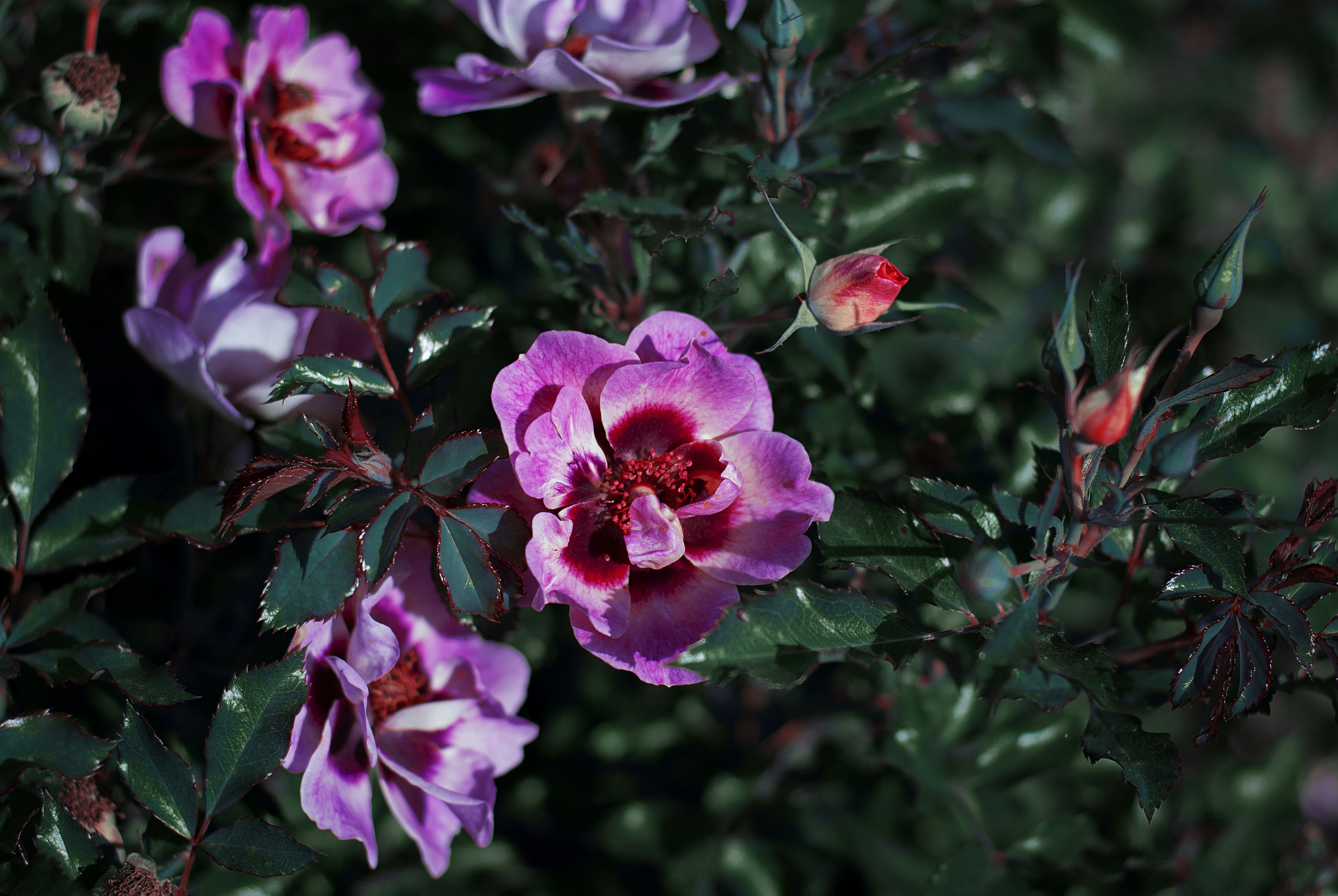 Photo by kovalskihelga