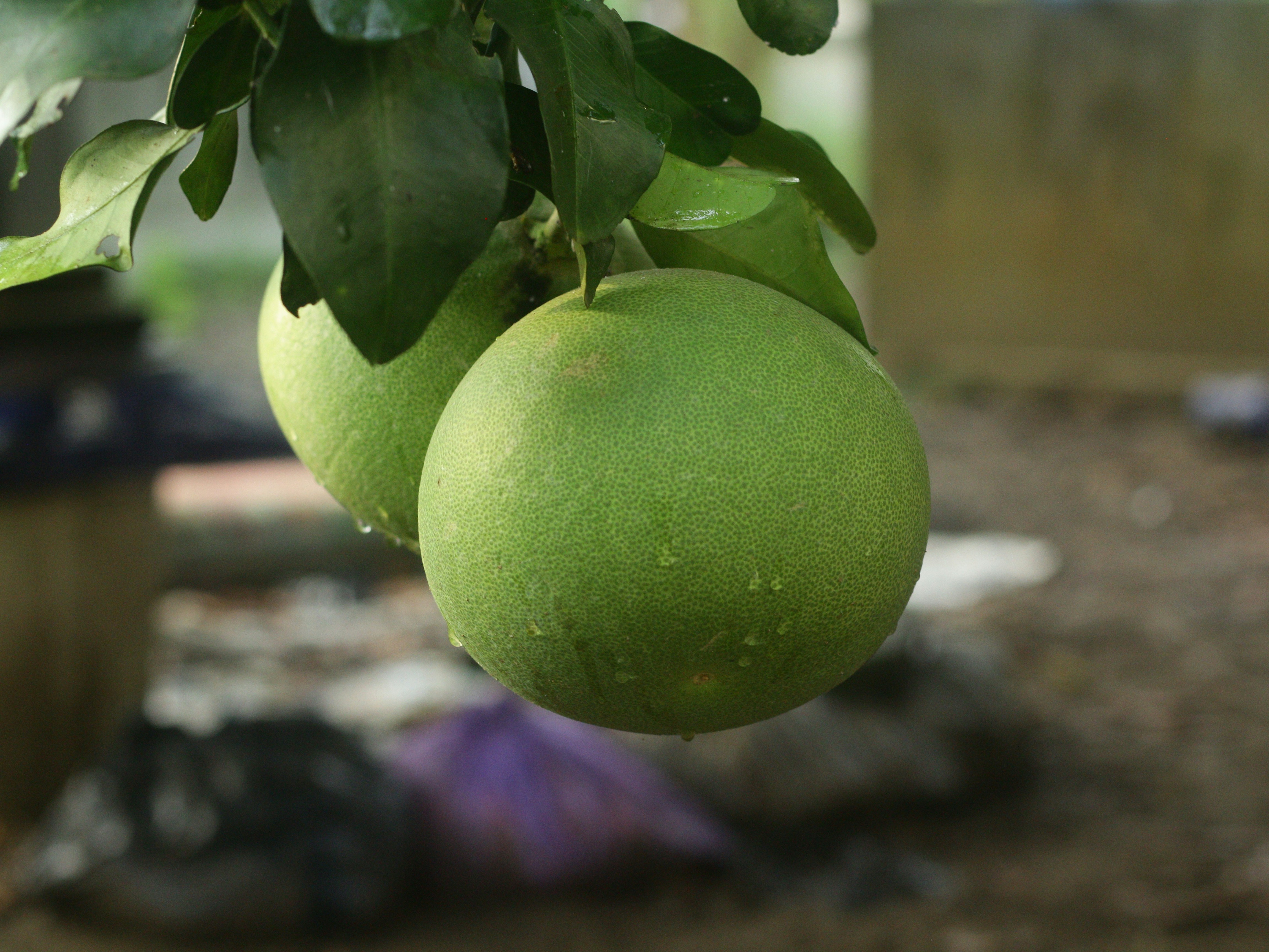A couple of green fruit hanging from a tree