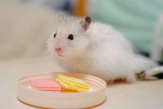 A white hamster sitting on a table next to a plate of food