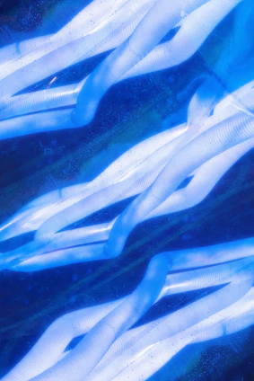 A group of blue and white objects floating in the water