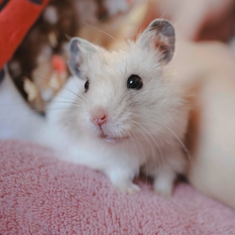A small white hamster sitting on top of a pink blanket
