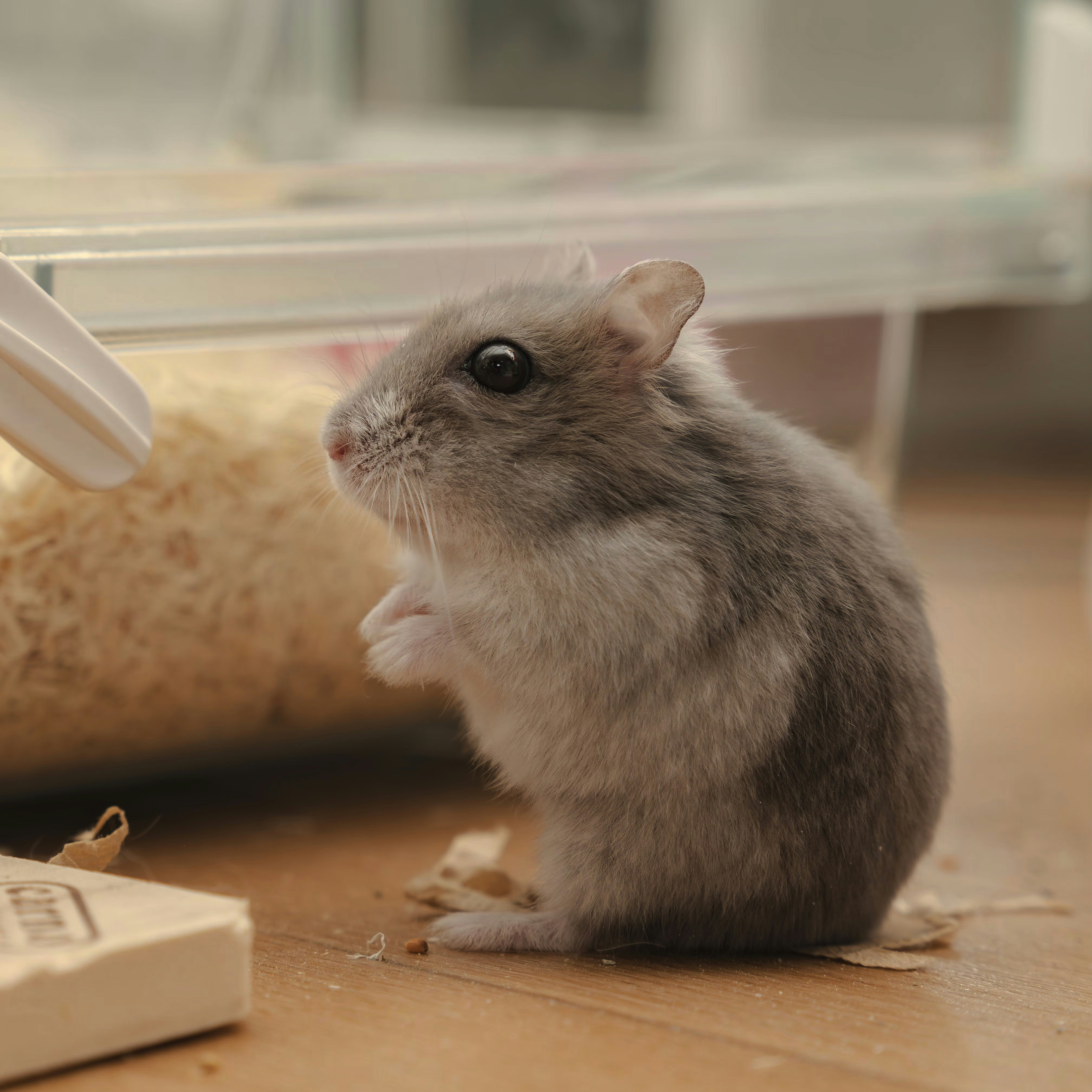 A small rodent sitting on the floor next to a mouse