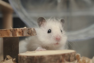 A white rat sitting on top of a piece of wood