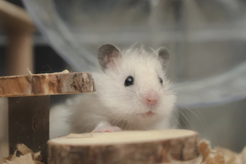 A white rat sitting on top of a piece of wood