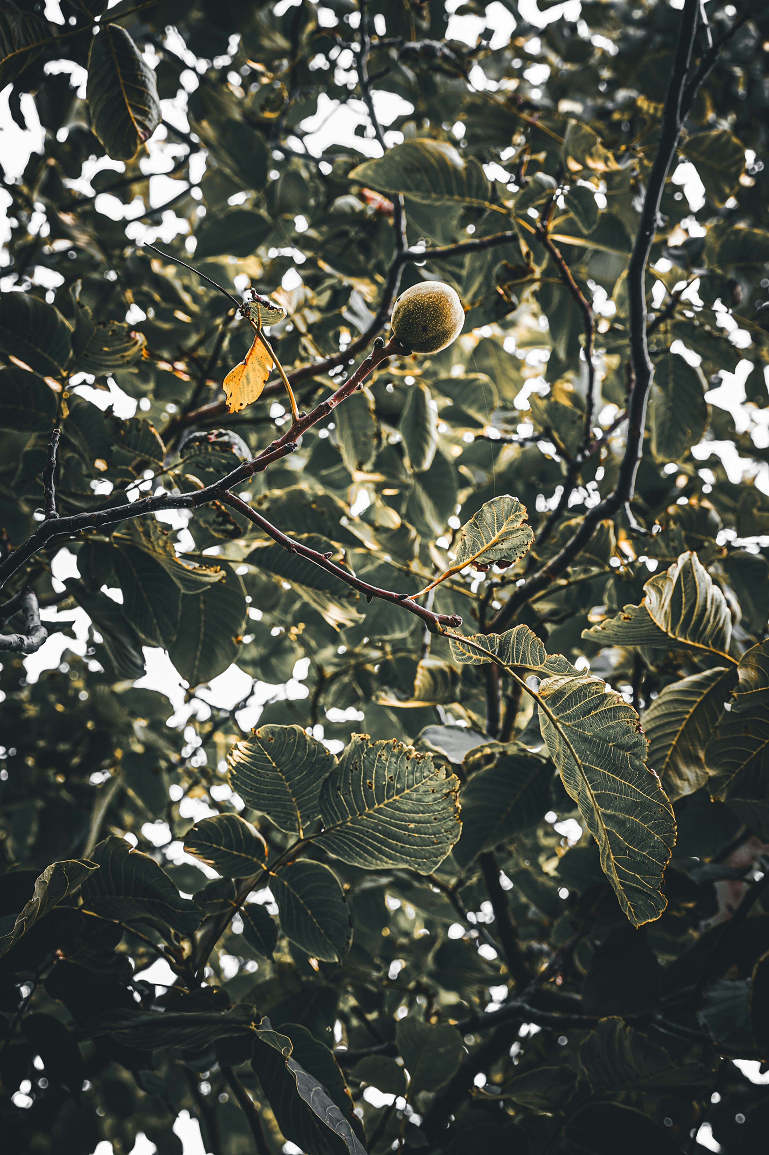 Photo by yarensphotoworks