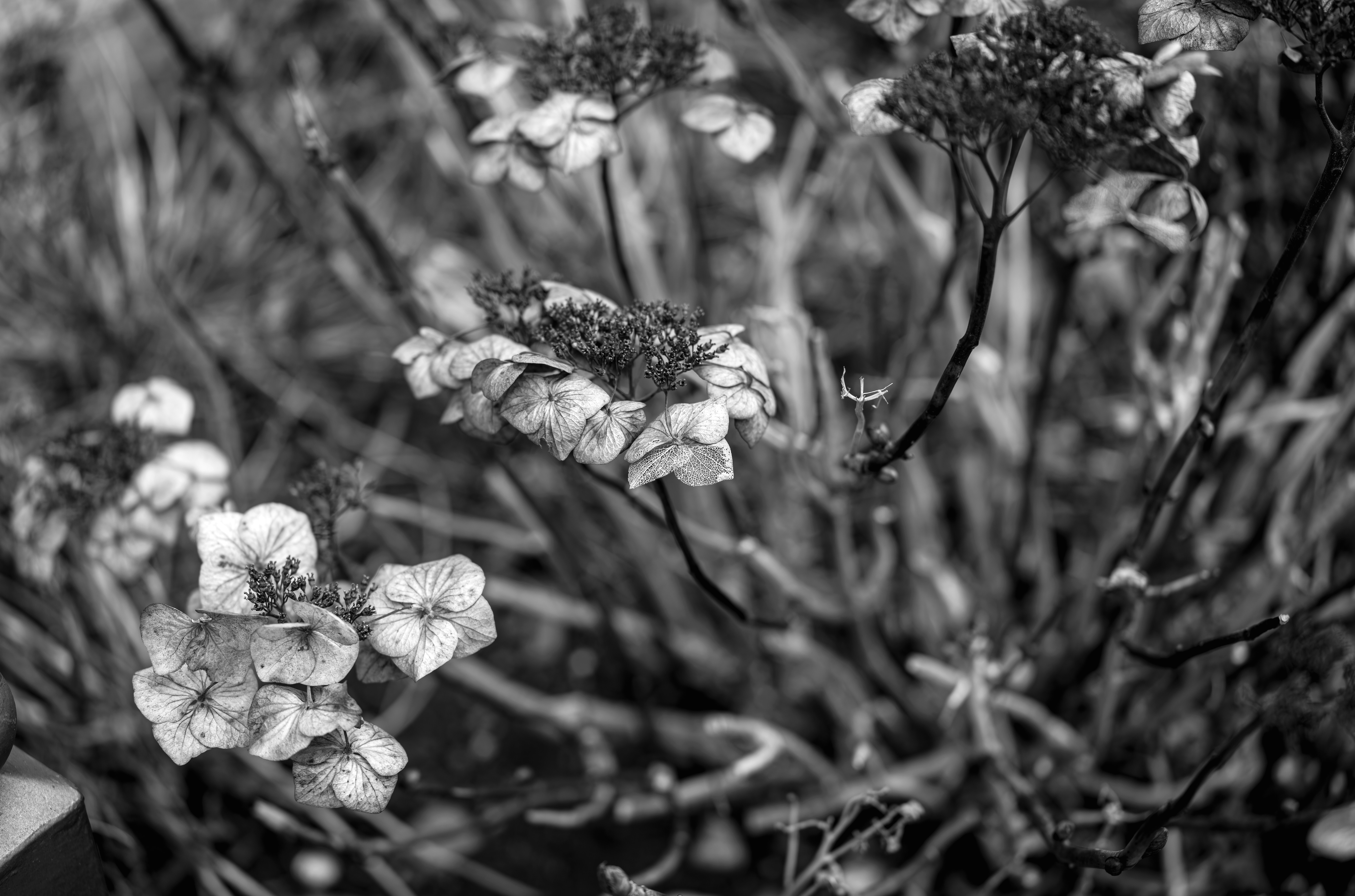 Photo by dieter_muenchen