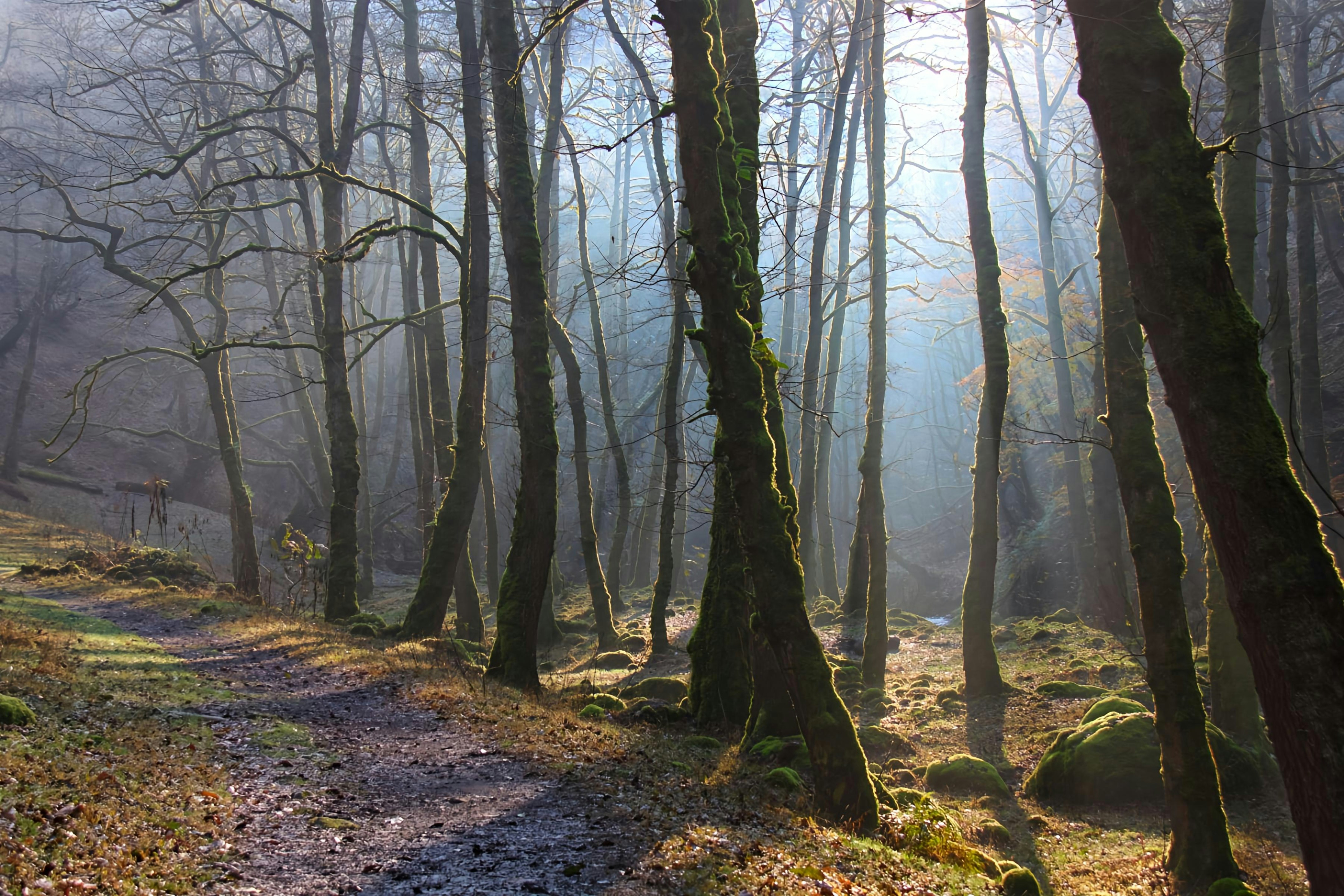 A path in the woods with trees and leaves