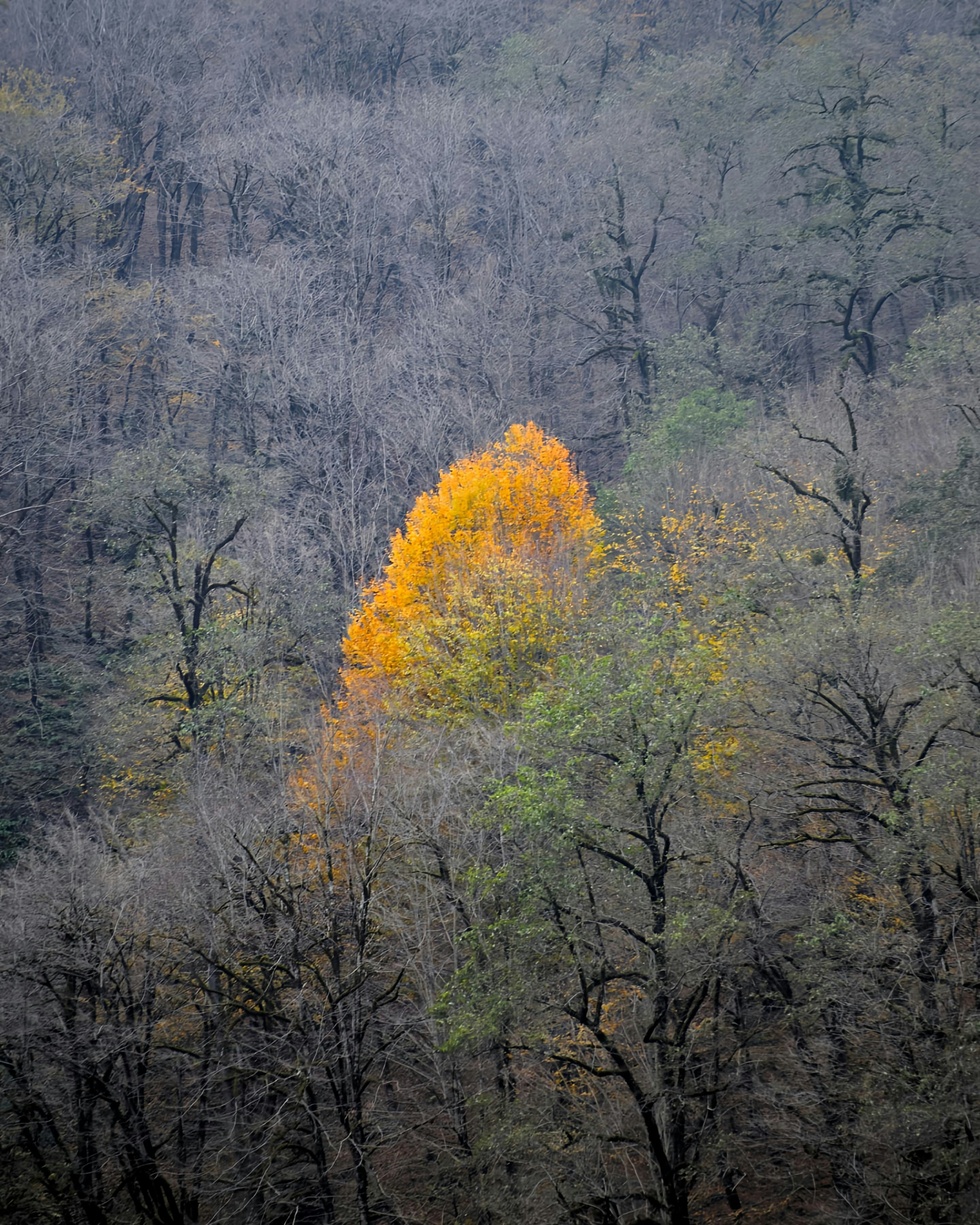 A yellow tree in the middle of a forest