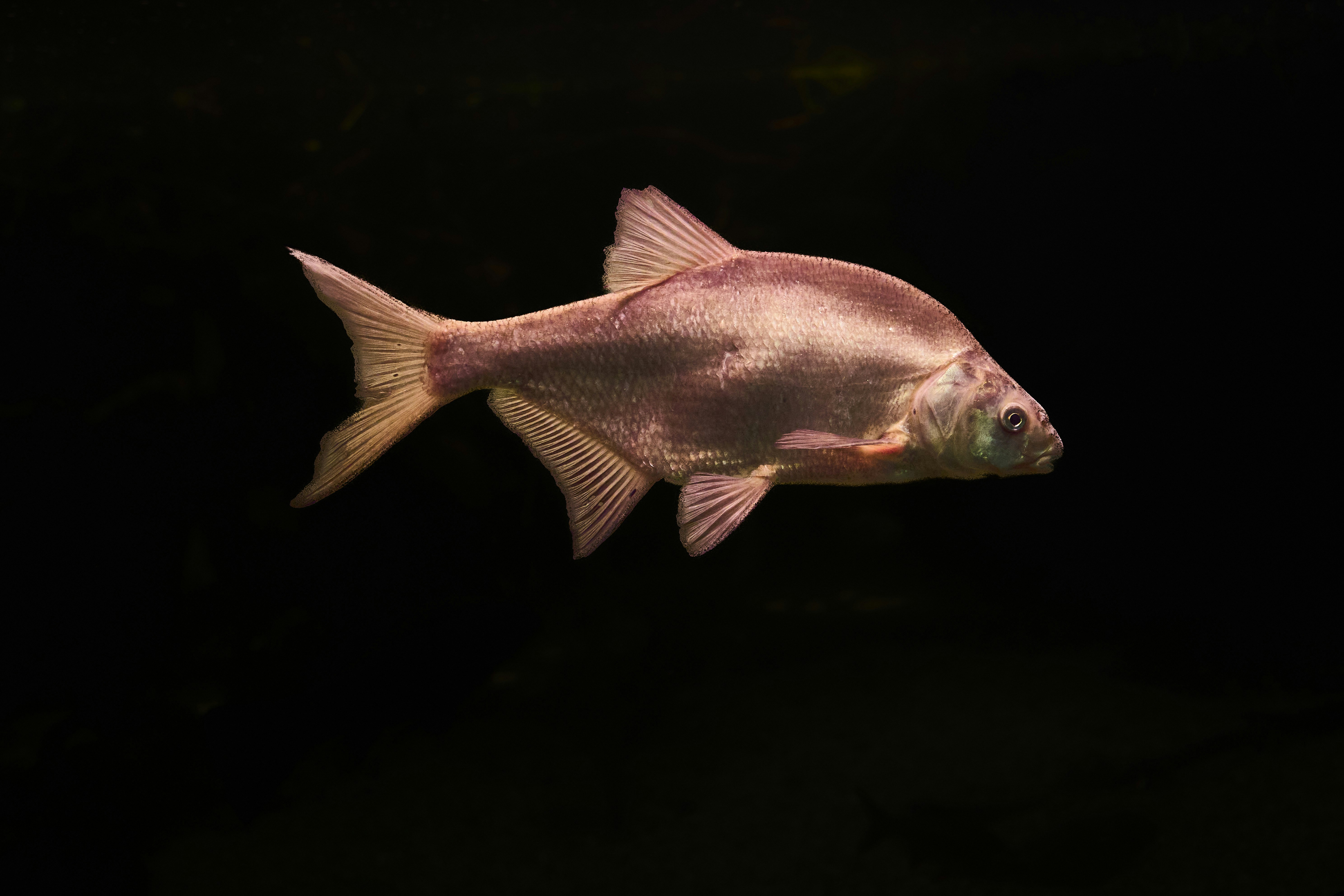 Photo by wolfgang_hasselmann