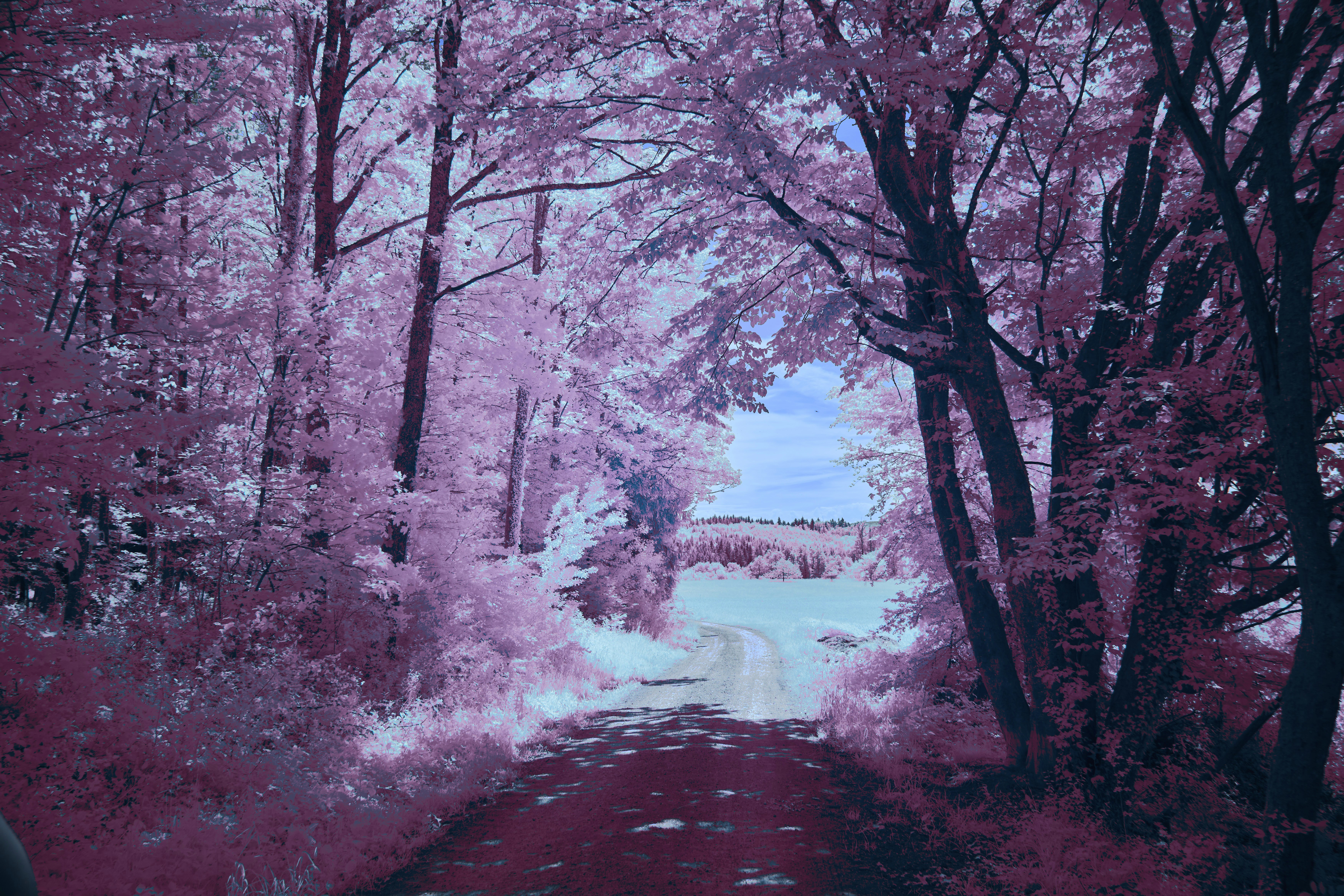 Photo by wolfgang_hasselmann