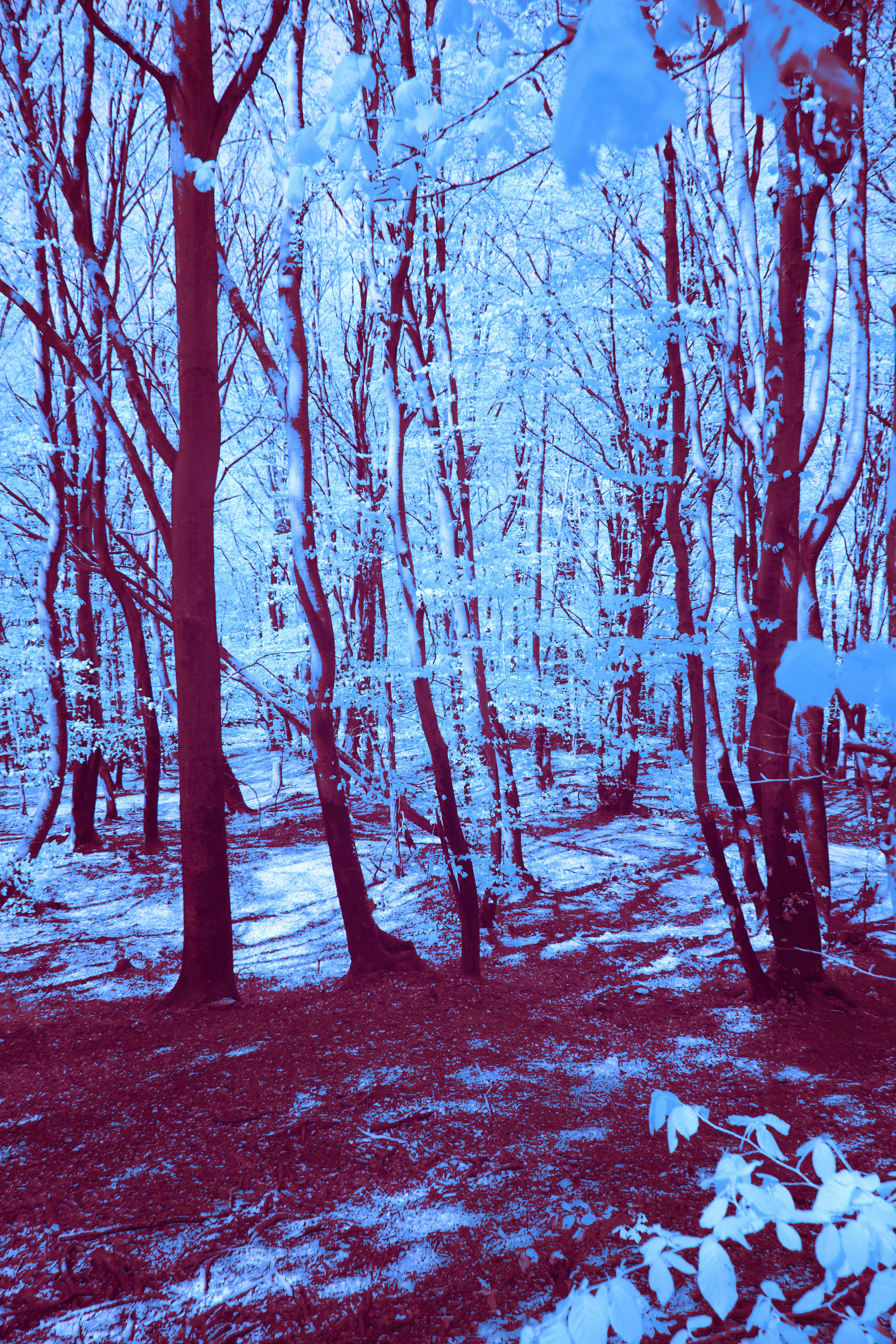 Photo by wolfgang_hasselmann