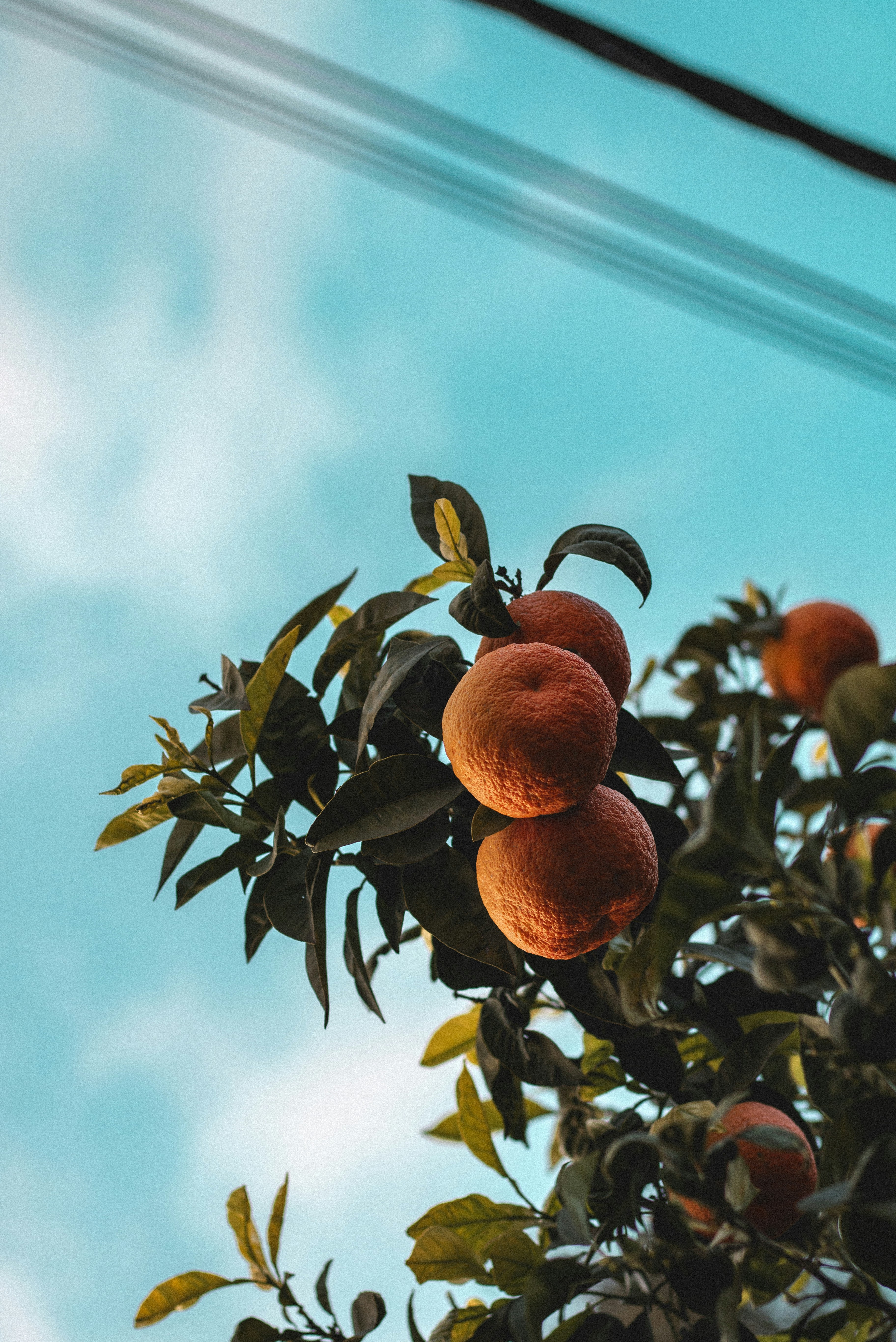 A group of peaches hanging from a tree