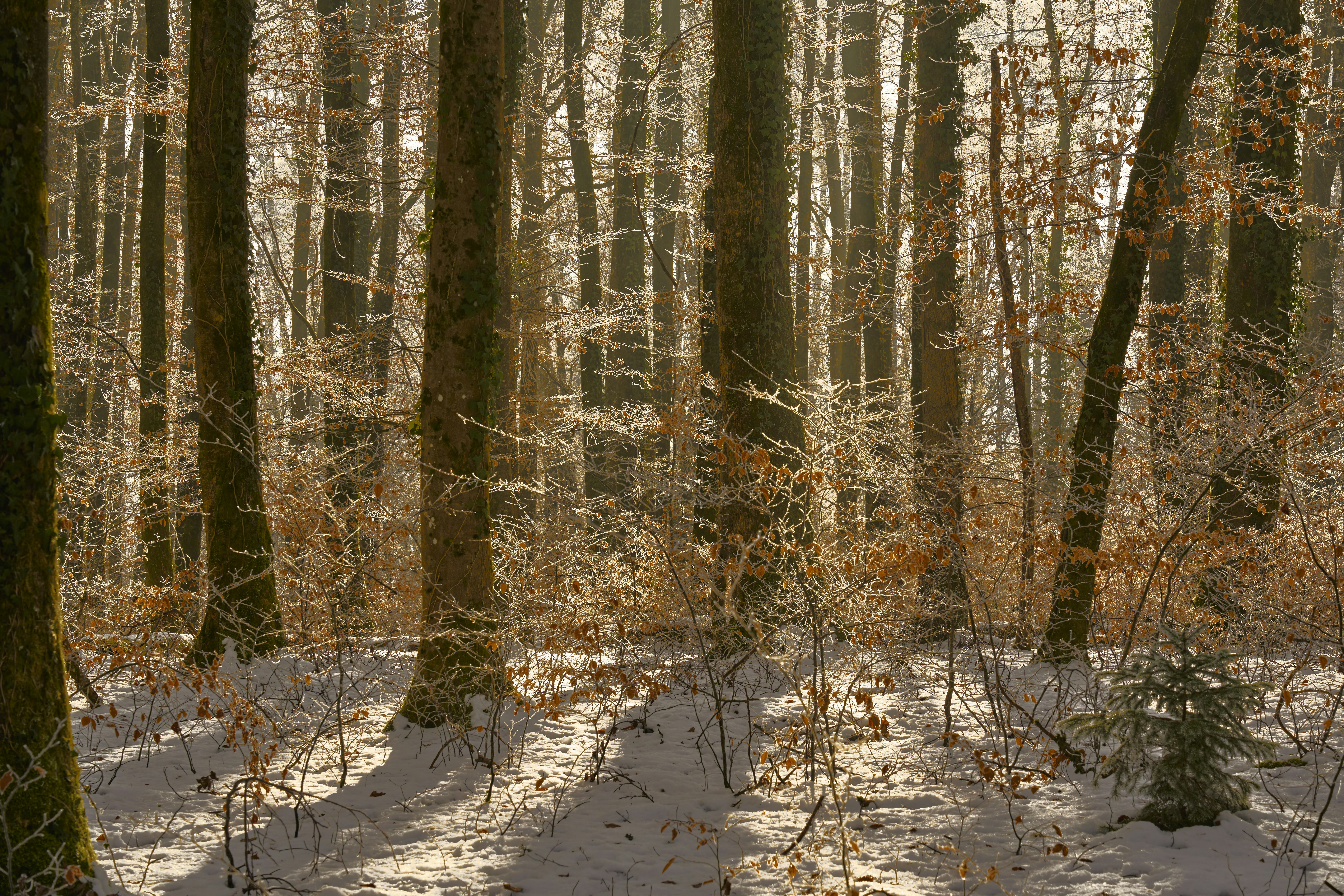 Photo by wolfgang_hasselmann