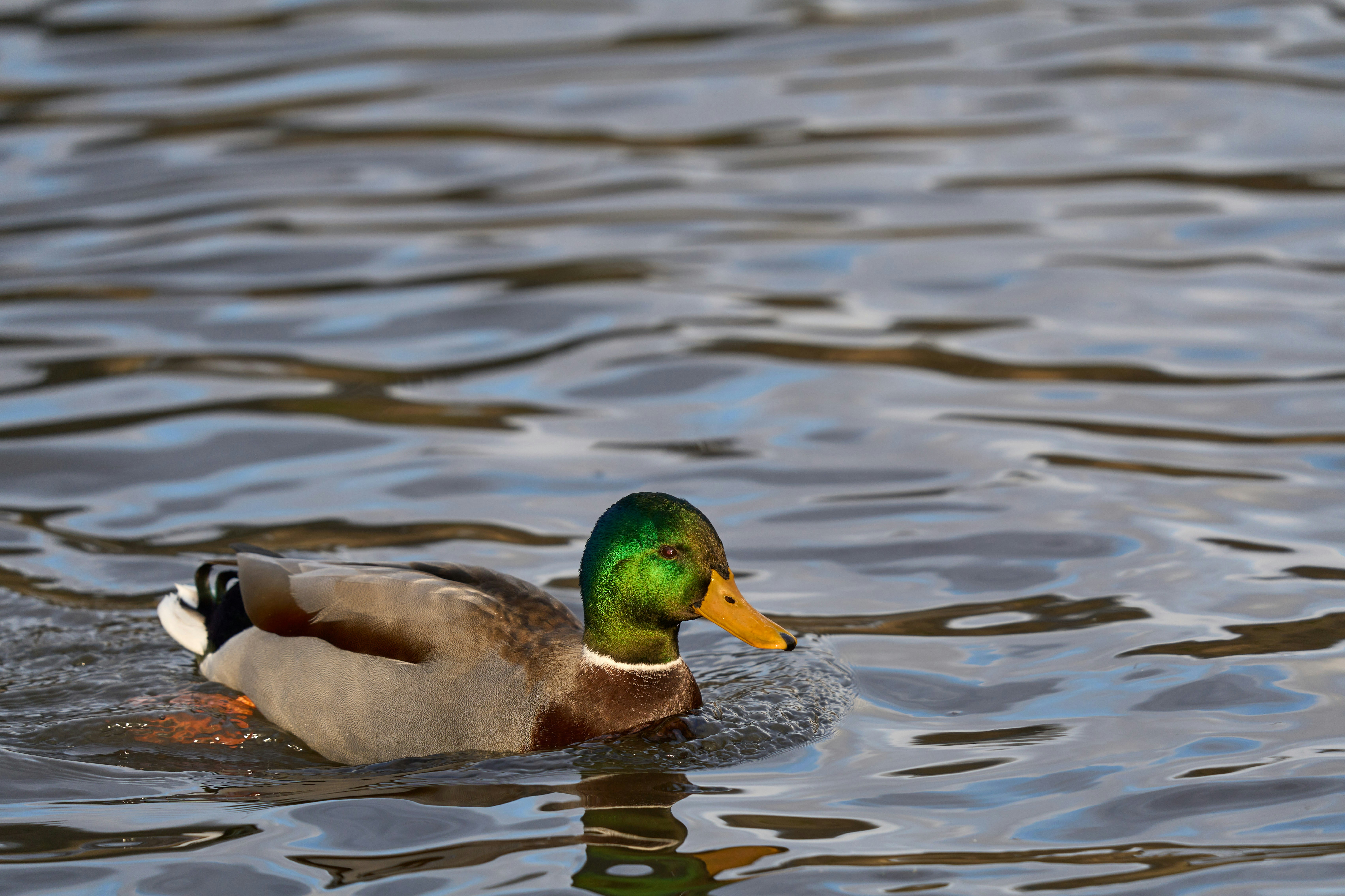 Photo by wolfgang_hasselmann