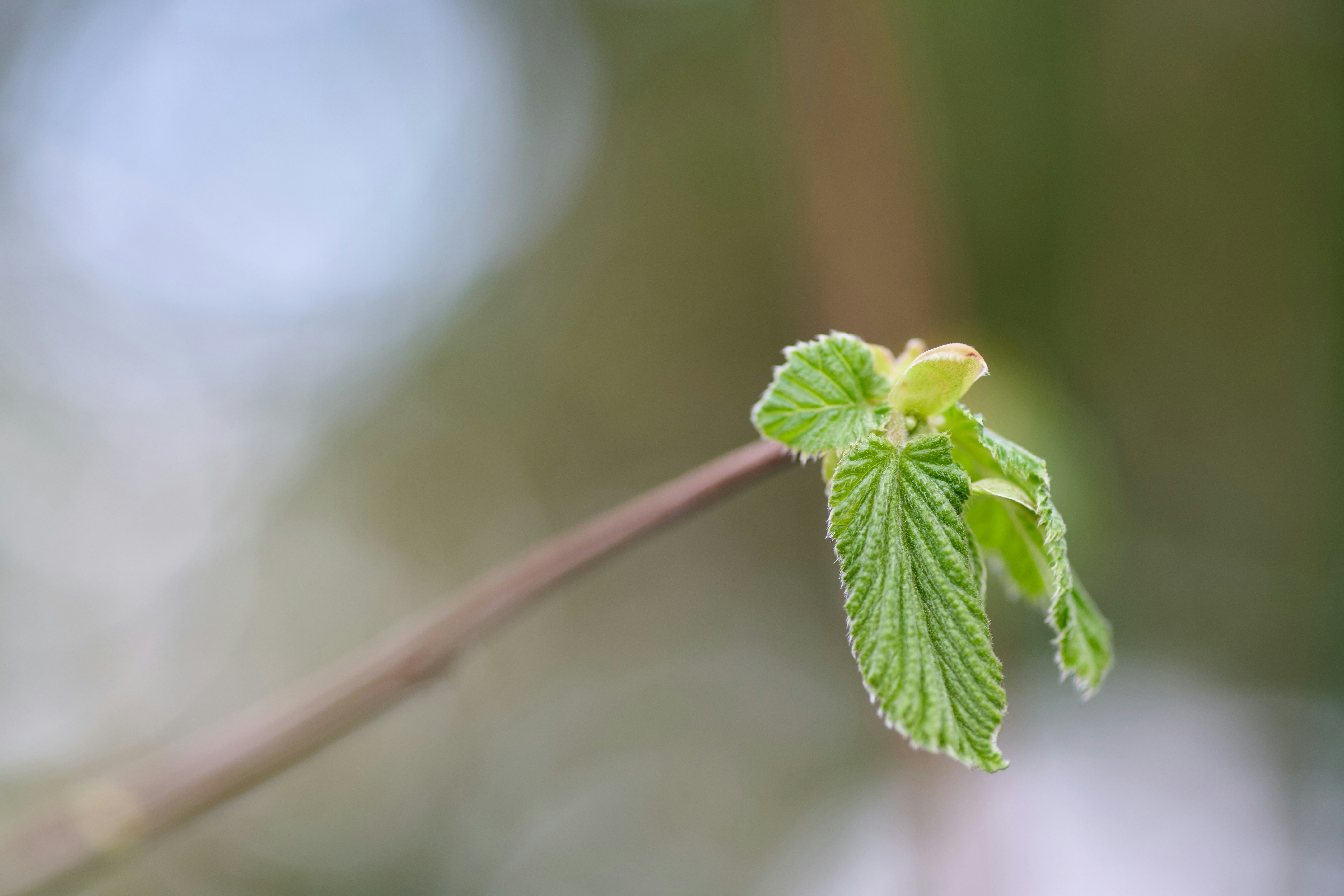 Photo by wolfgang_hasselmann