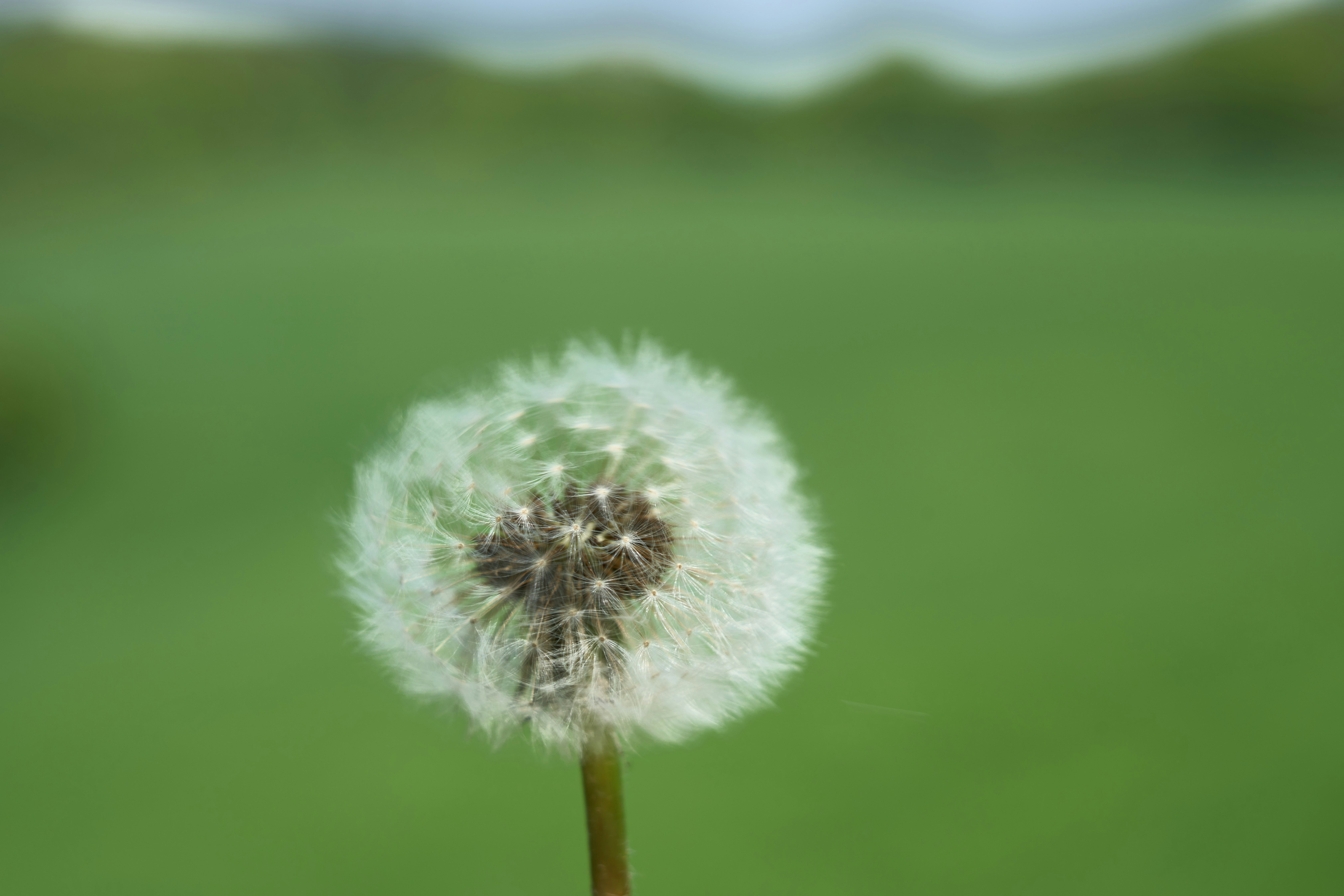 Photo by wolfgang_hasselmann