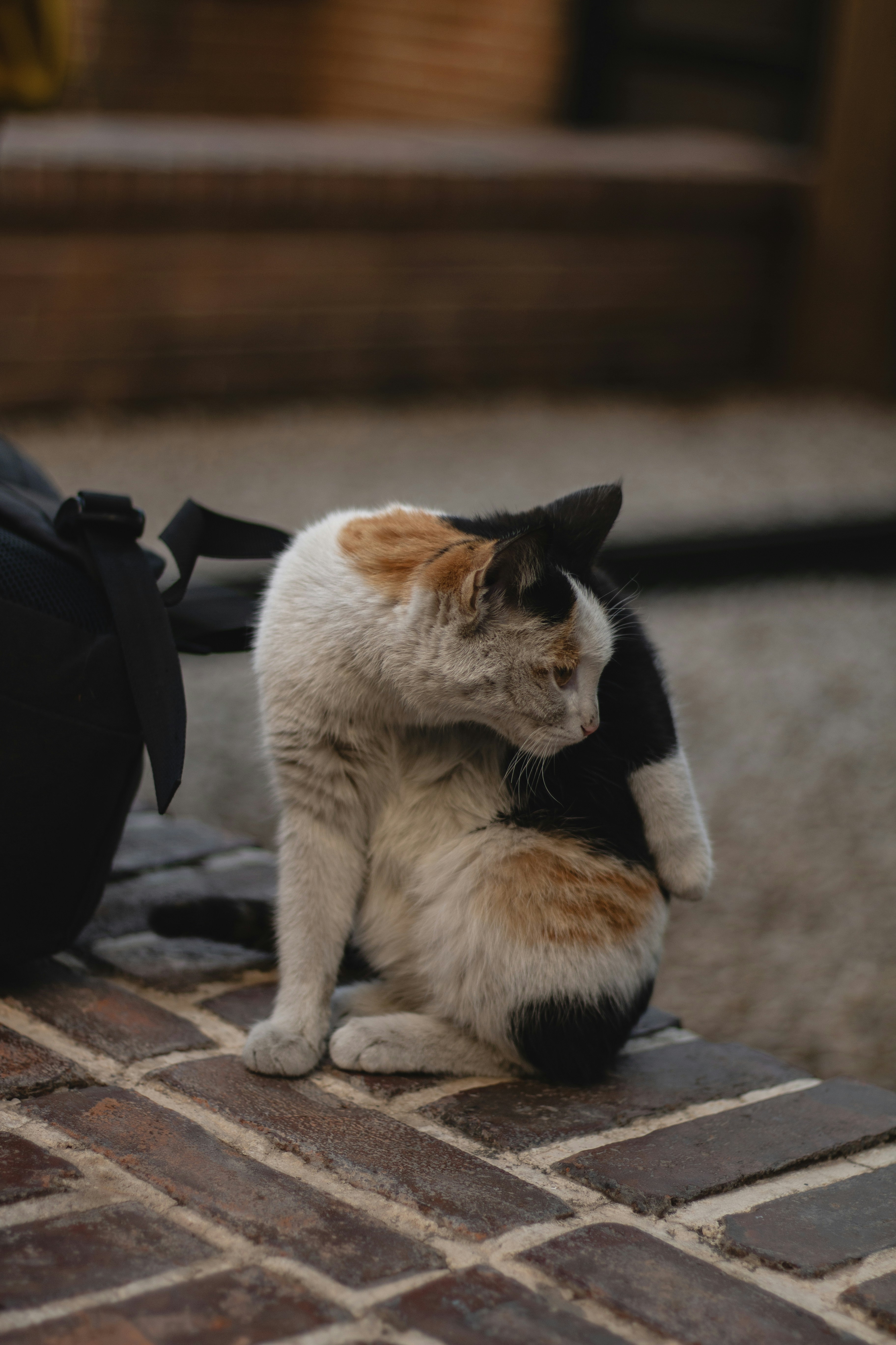 A cat sitting on the ground next to a backpack