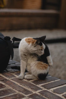 A cat sitting on the ground next to a backpack