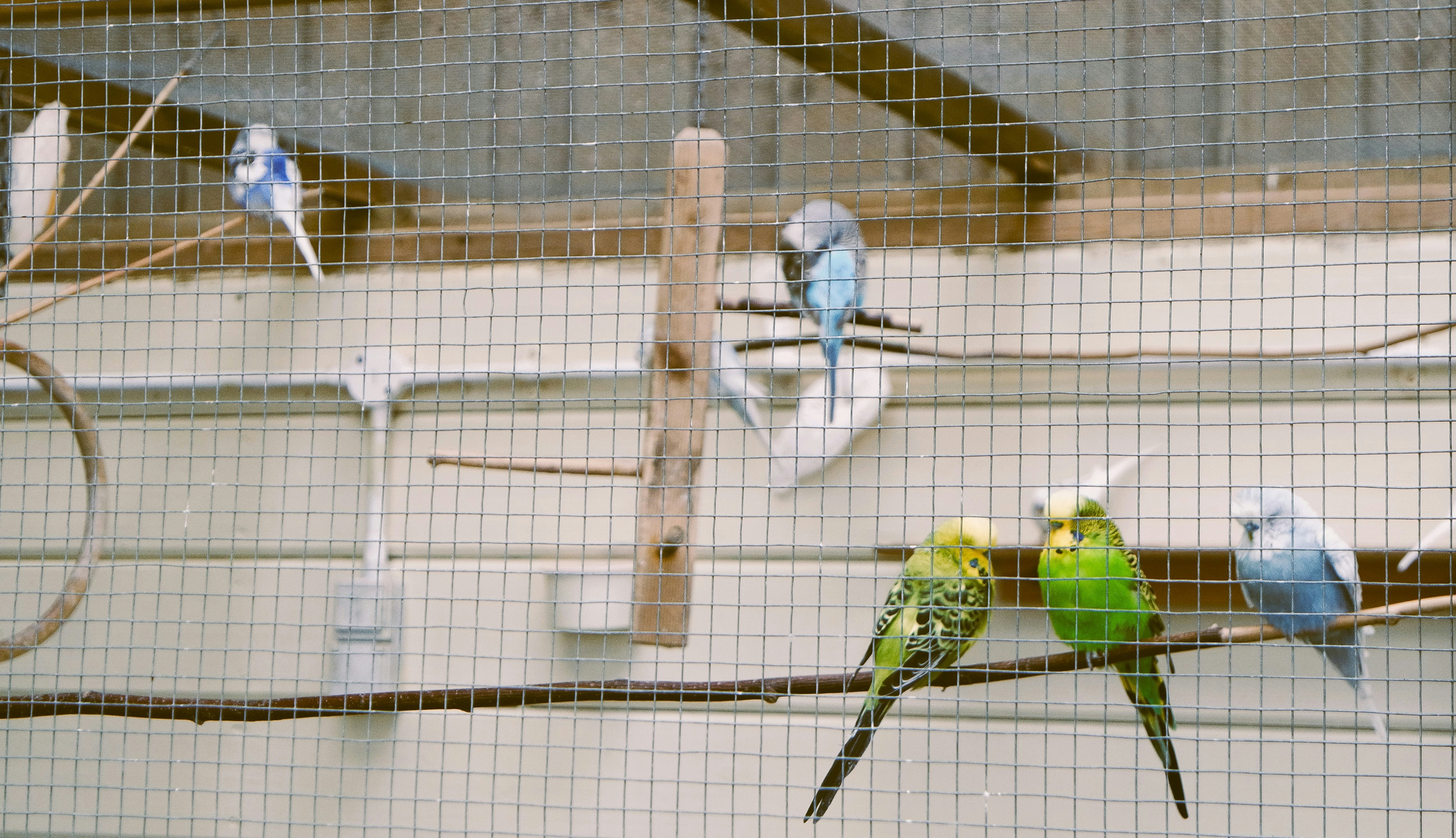 鉄条網の上に座っている鳥の群れ