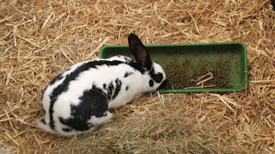 A black and white rabbit is eating hay