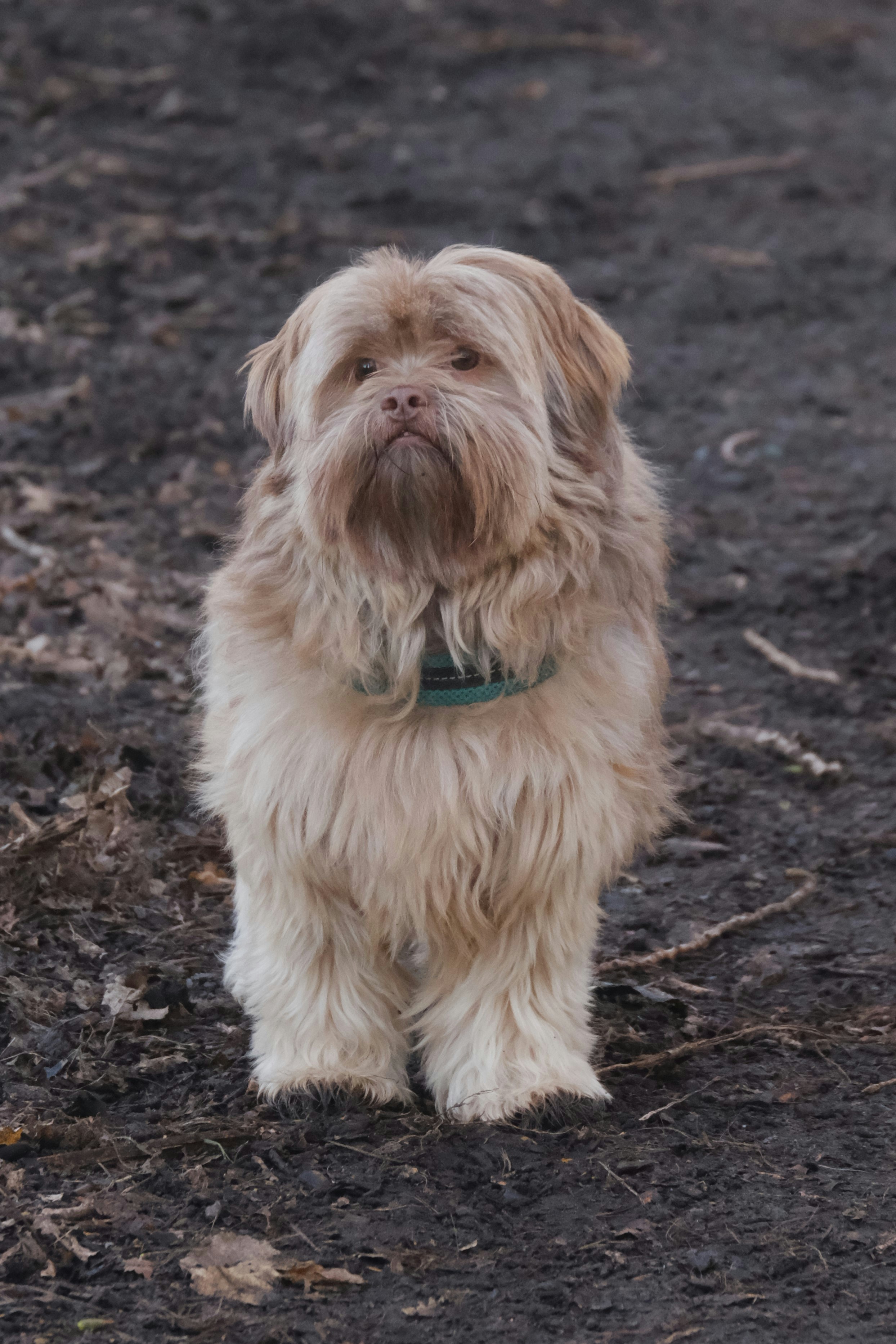 A shaggy dog standing on a dirt road