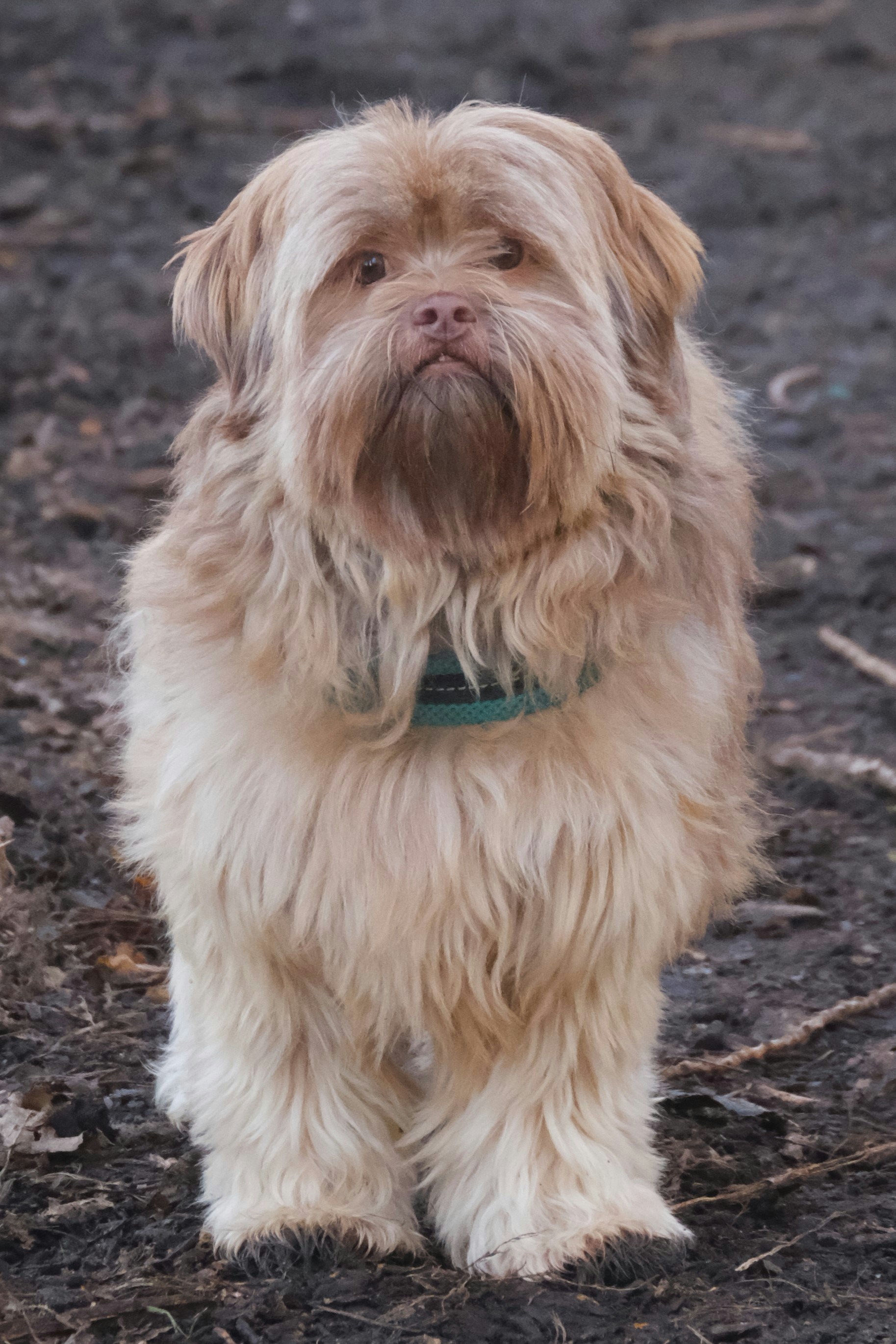 A shaggy brown dog standing on top of a dirt field
