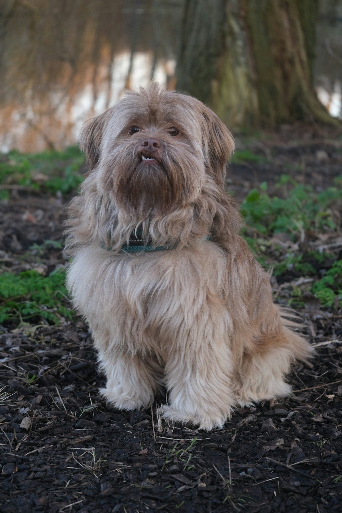 Cão de pelagem longa e reta, típica do Lhasa Apso, sentado ao ar livre