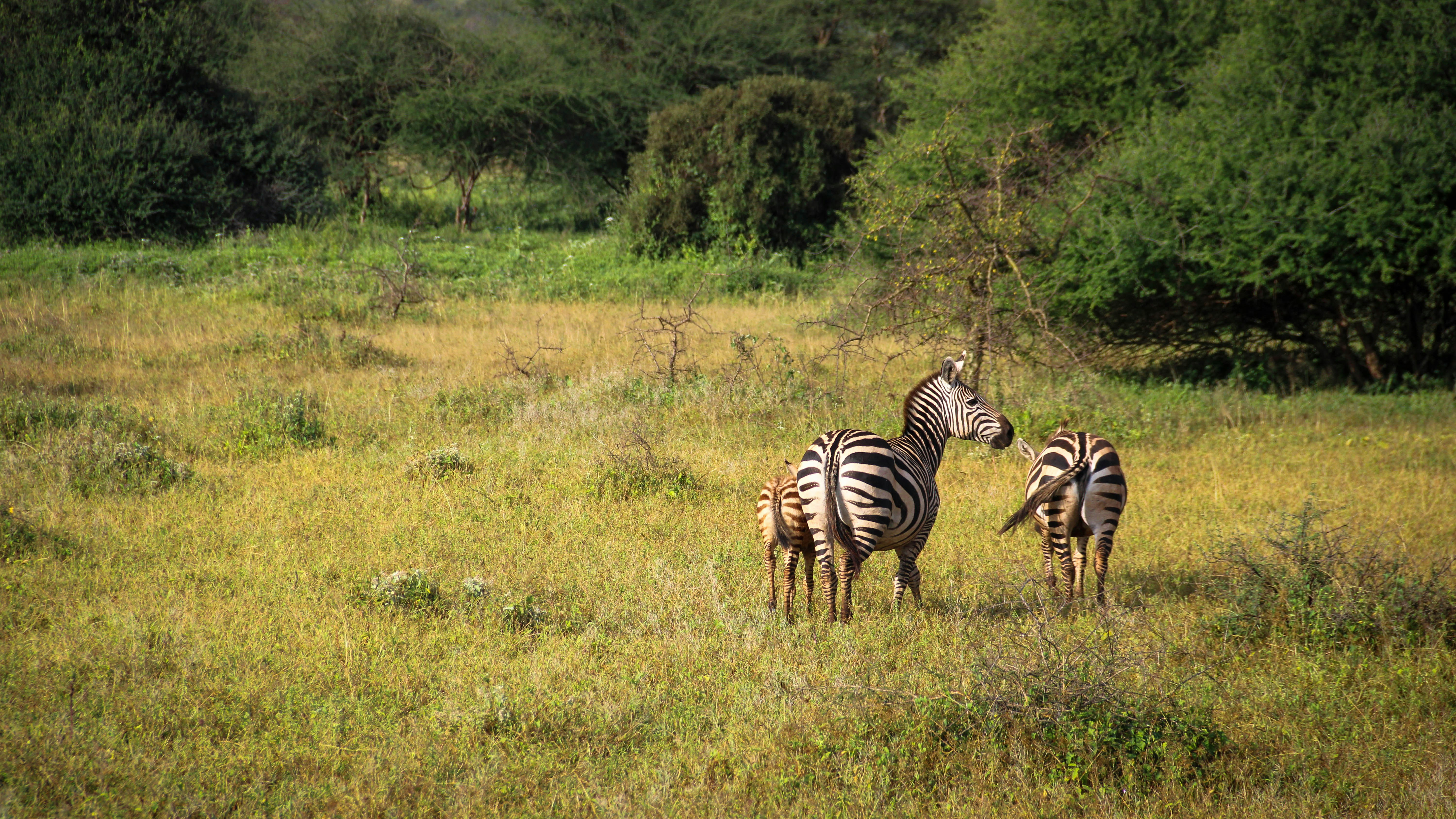 A group of zebras standing in a grassy field