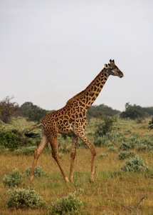 A giraffe is walking through a grassy field